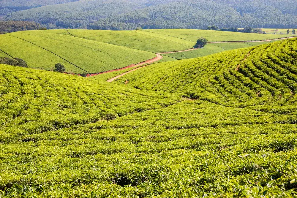 Tea plantation at Tzaneen, Limpopo, South Africa Tea plantation at Tzaneen, Limpopo, South Africa