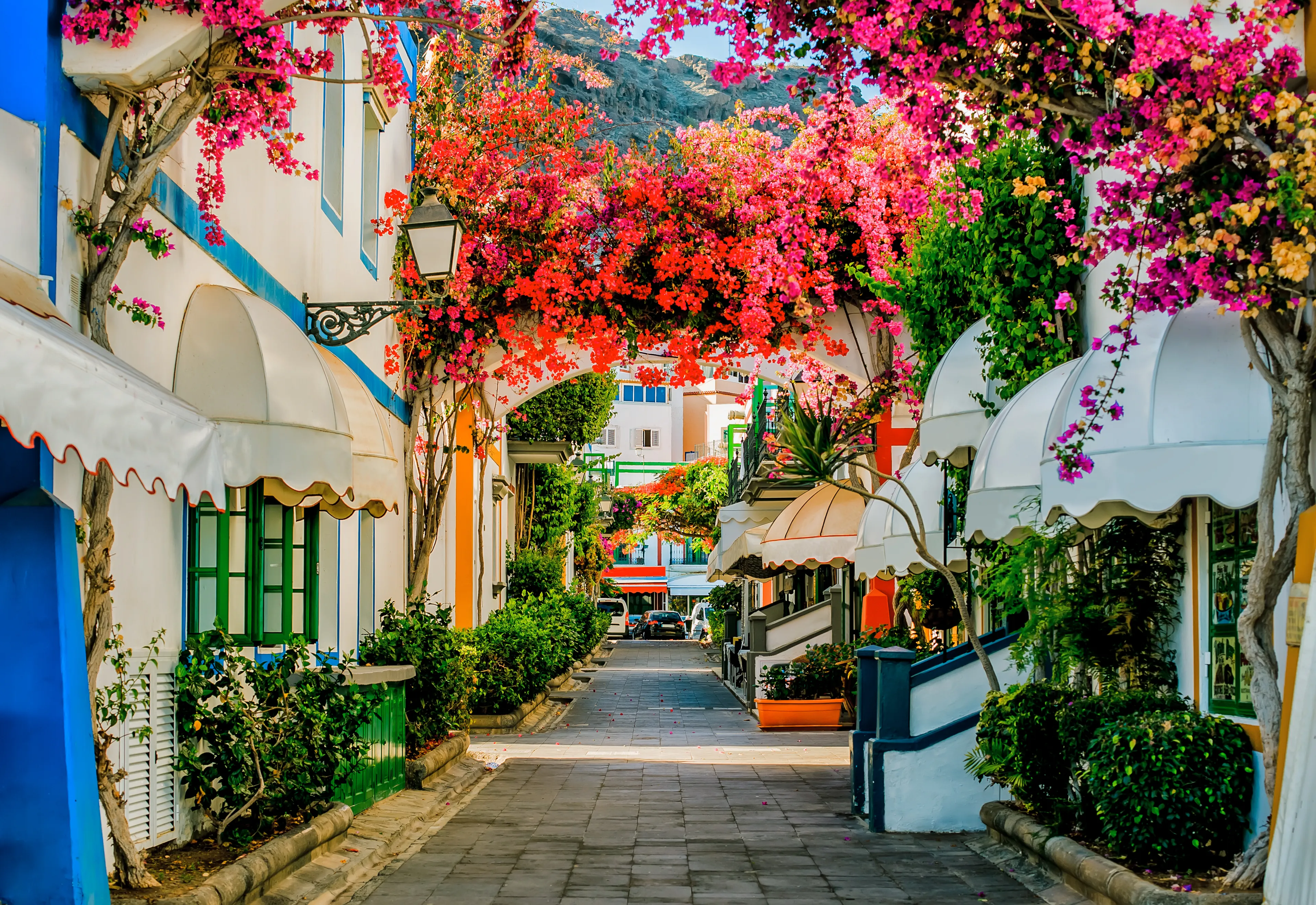 Street with white houses colonia shown in Puerto de Mogan, Spain. Favorite vacation place for tourists and locals on island. Little suburban street full of green and blooming trees. Jacaranda.