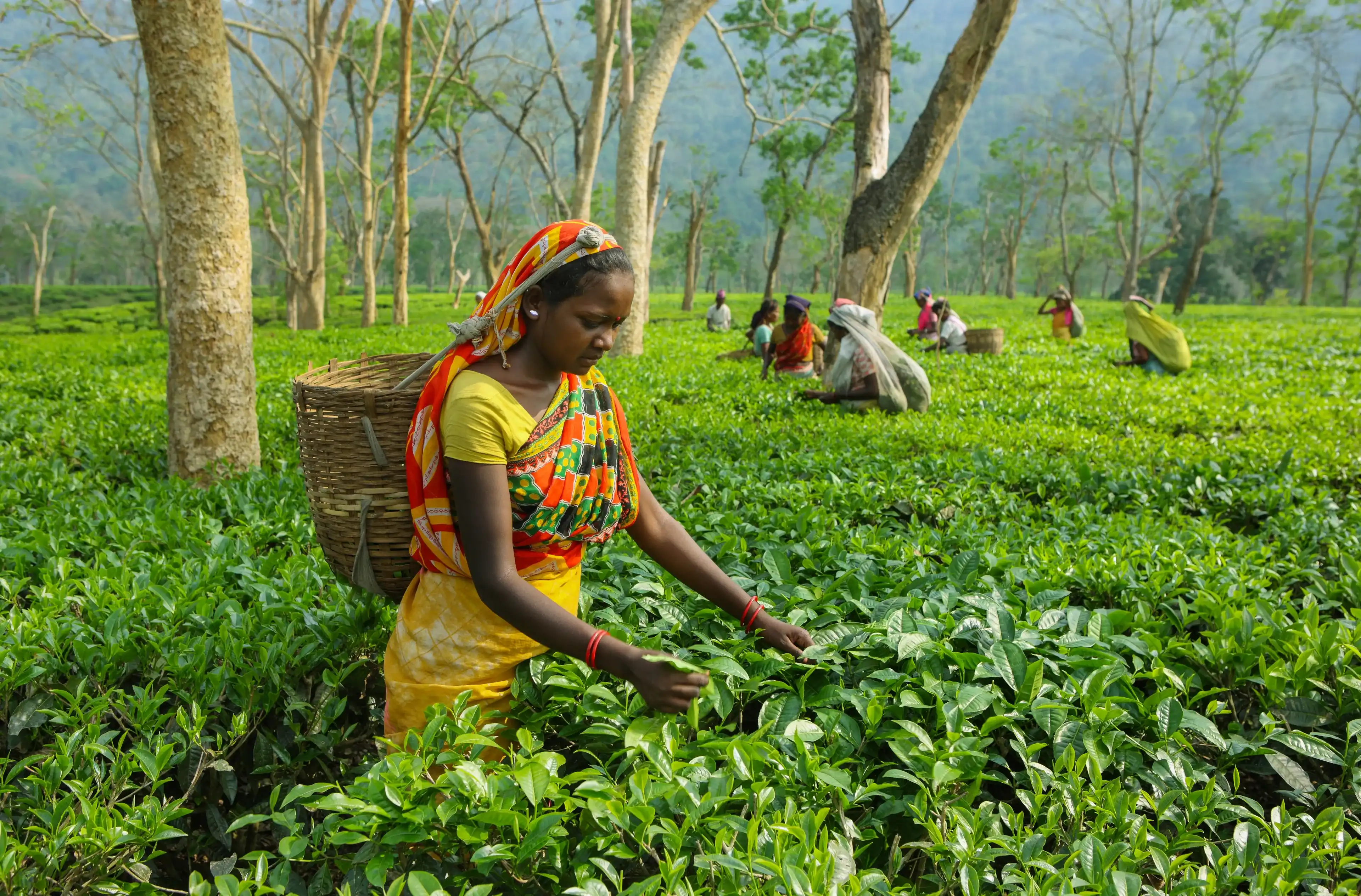 Assam North East ,India, April, 21,2008: Harvesting,Rural women workers plucking tender tea shoots in gardens of Assam, North East, India