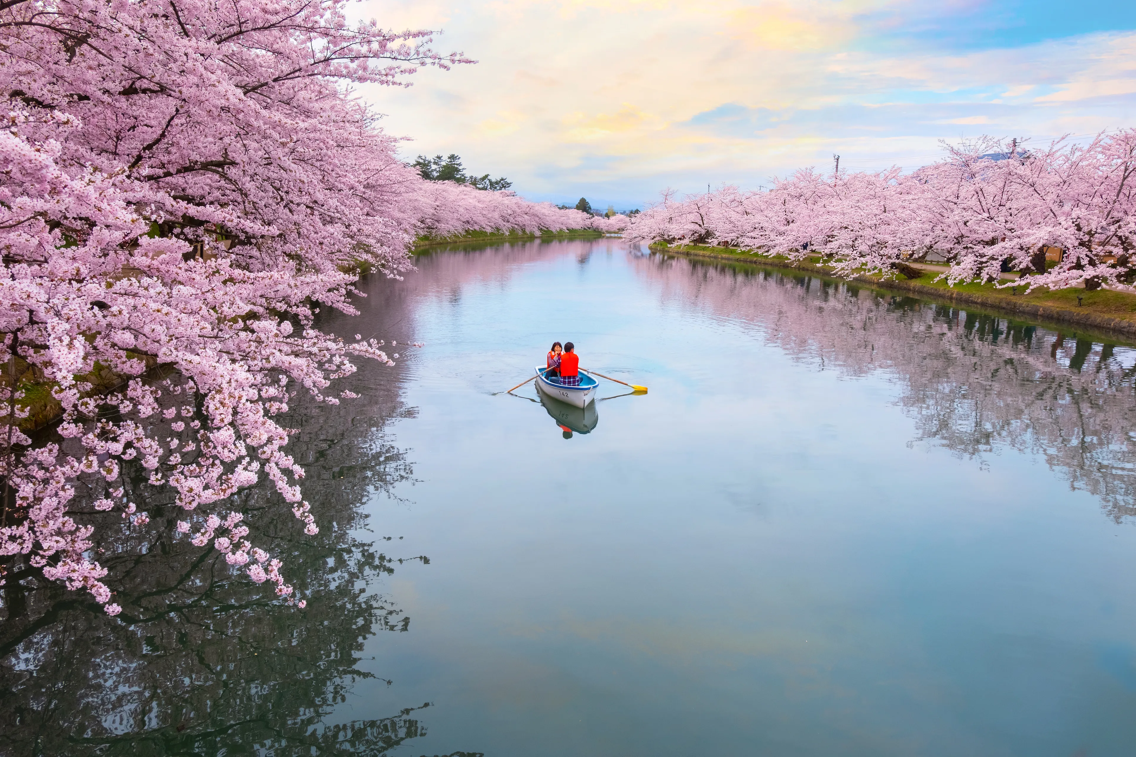 Hirosaki, Japan - April 23 2018: Full bloom Sakura - Cherry Blossom at Hirosaki park, one of the most beautiful sakura spot in Tohoku region and Japan