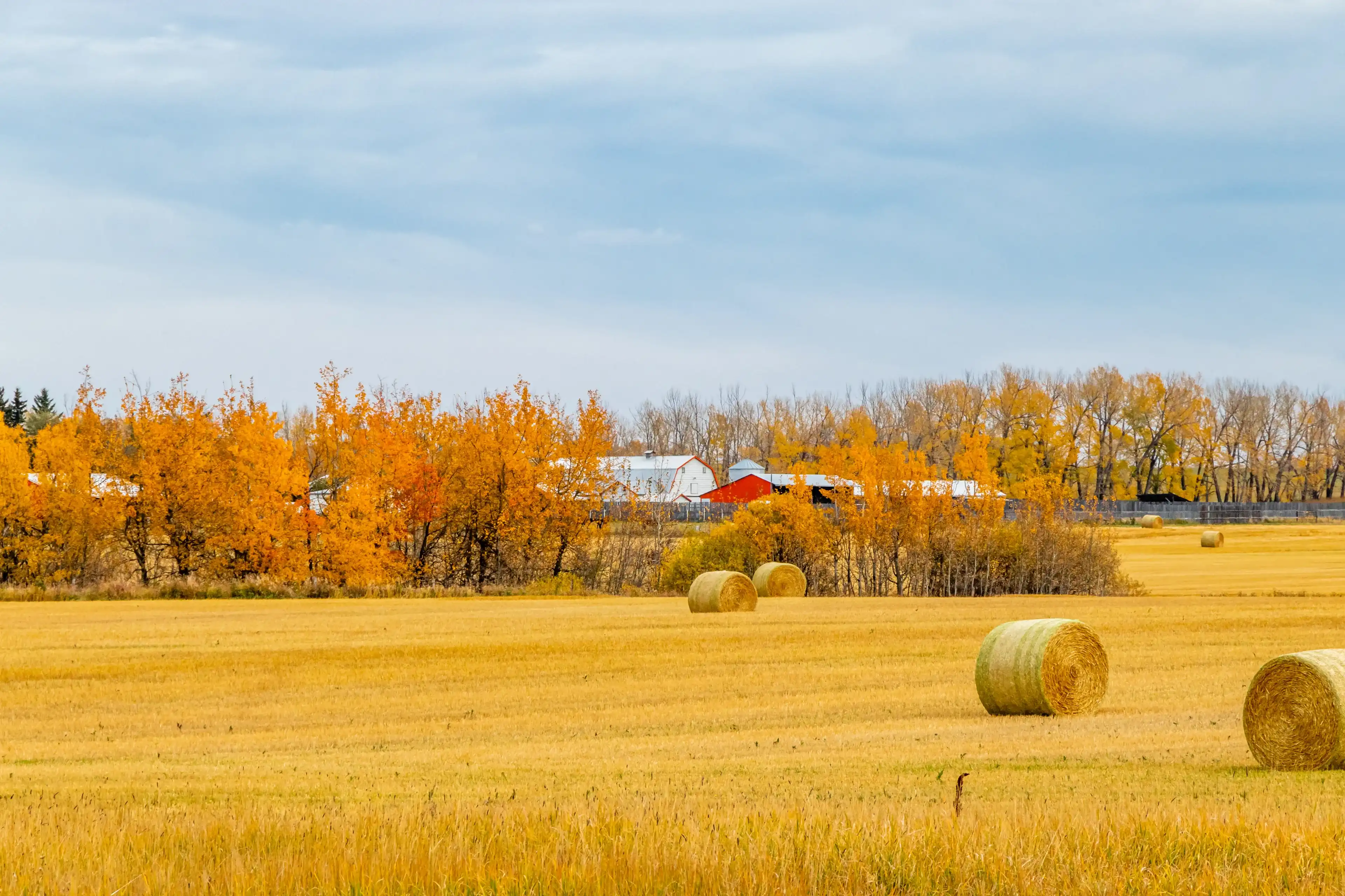 Hay bales wait for storing in a field under fall colours. Red Deer County, Alberta, Canada