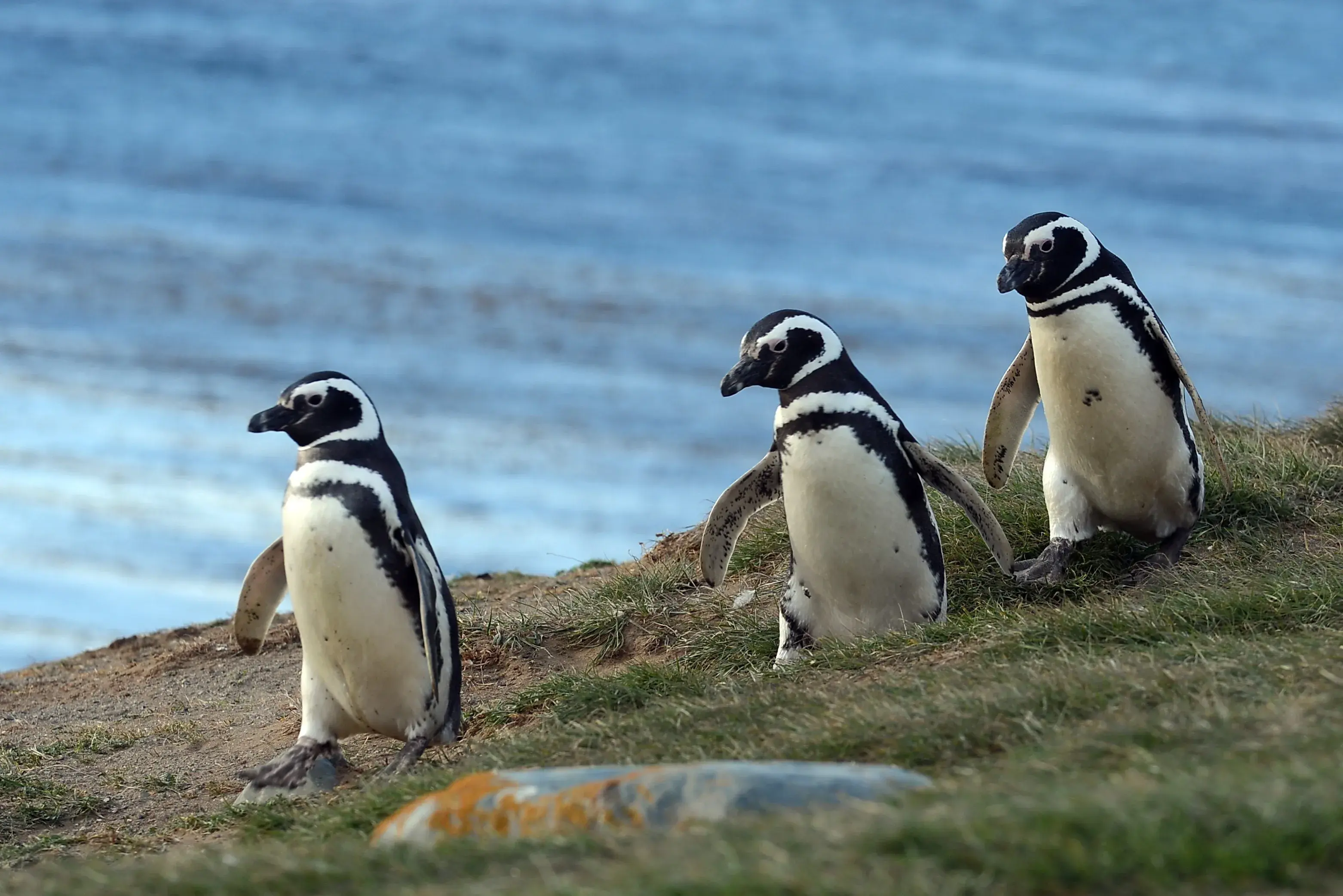 The Penguins of Magdalena Island