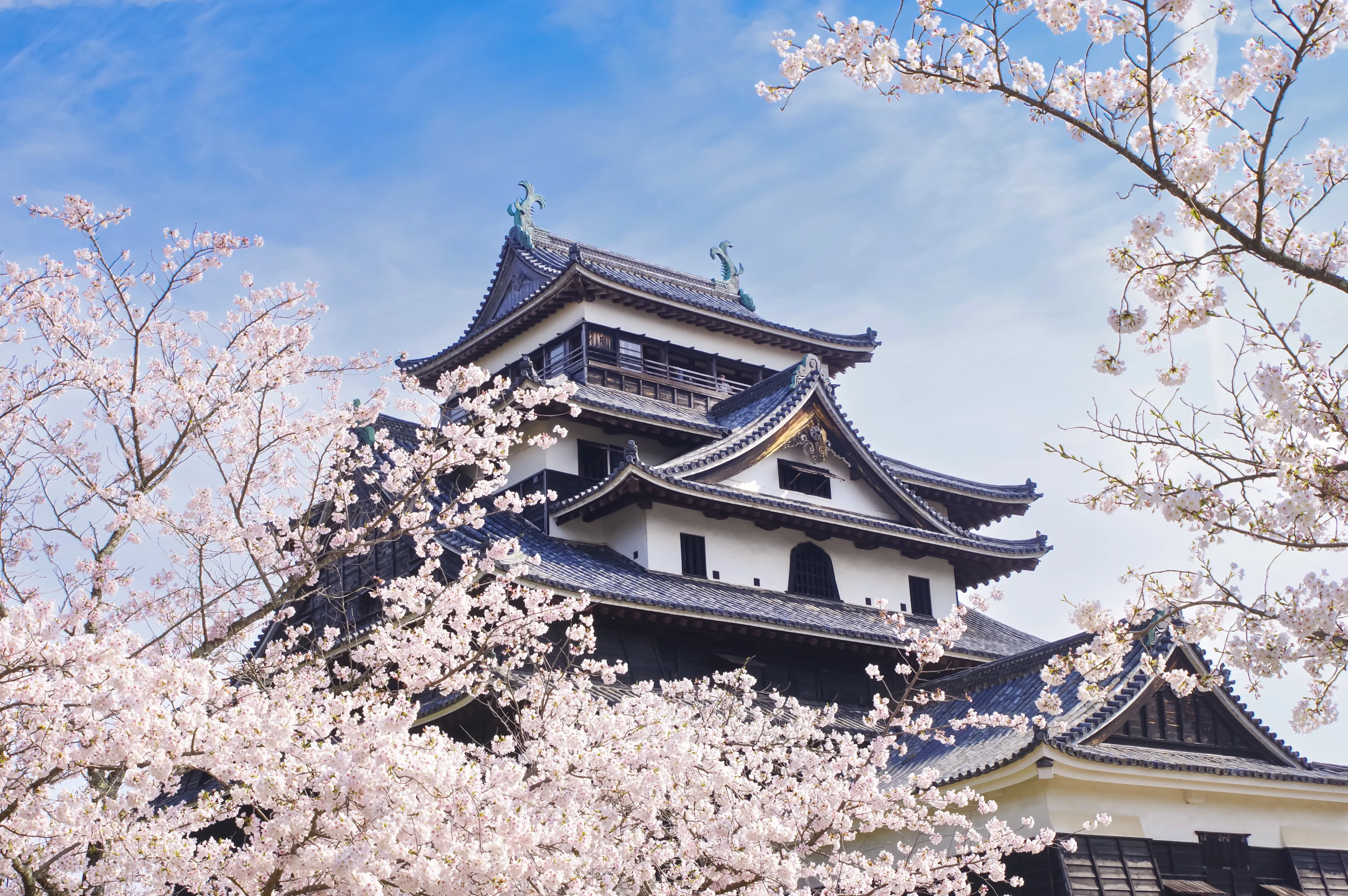 Matsue Castle in Shimane Prefecture, Japan. Cherry blossoms in full bloom and Matsue Castle.