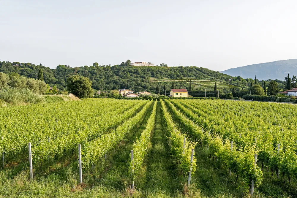 Bussolengo, Italy – June 15, 2019: Vineyard in the morning