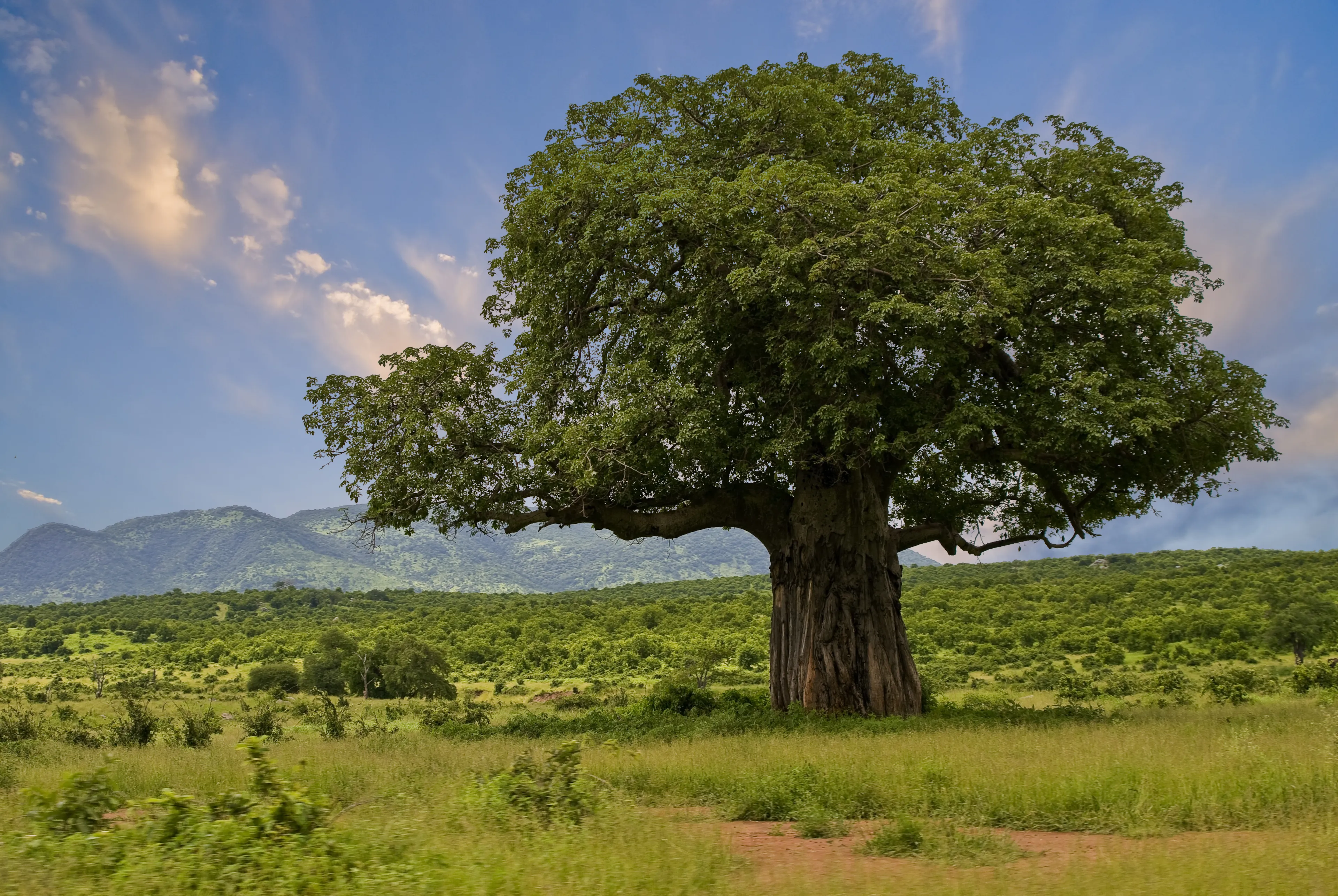 baobab tree
