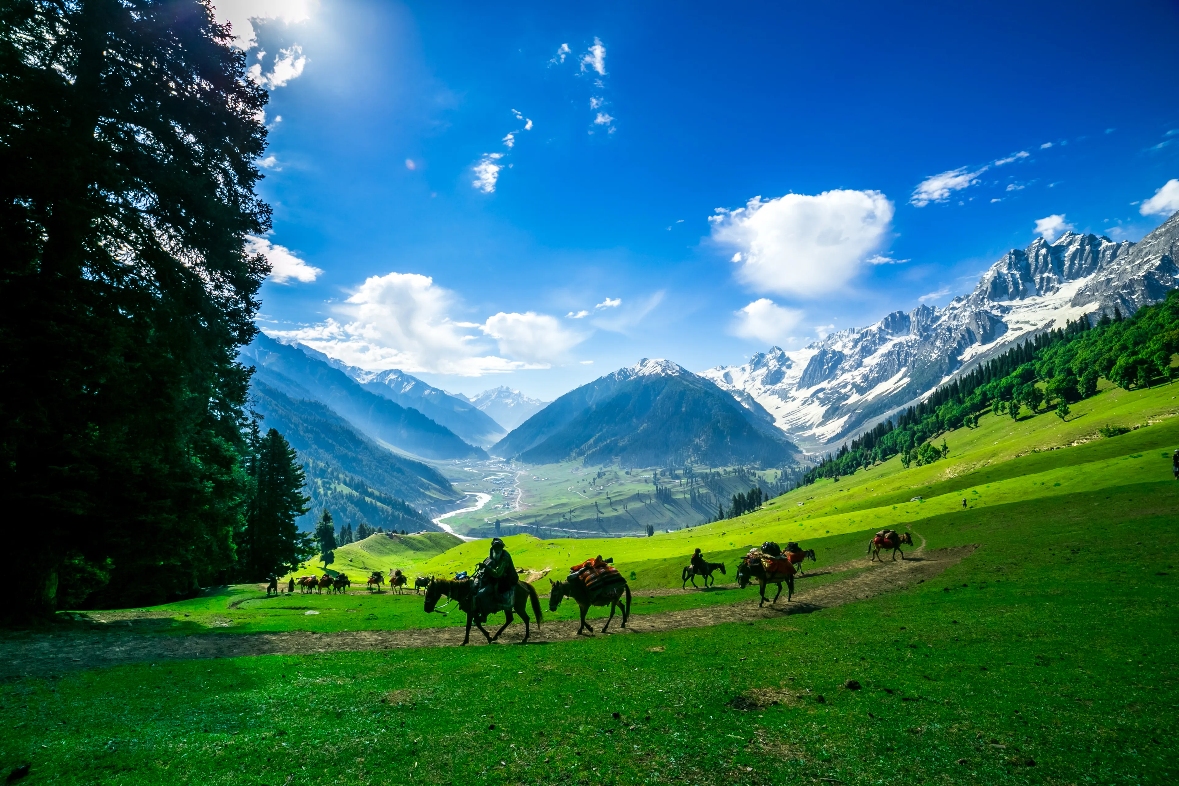 Horses Grazing on a Hill,kashmir