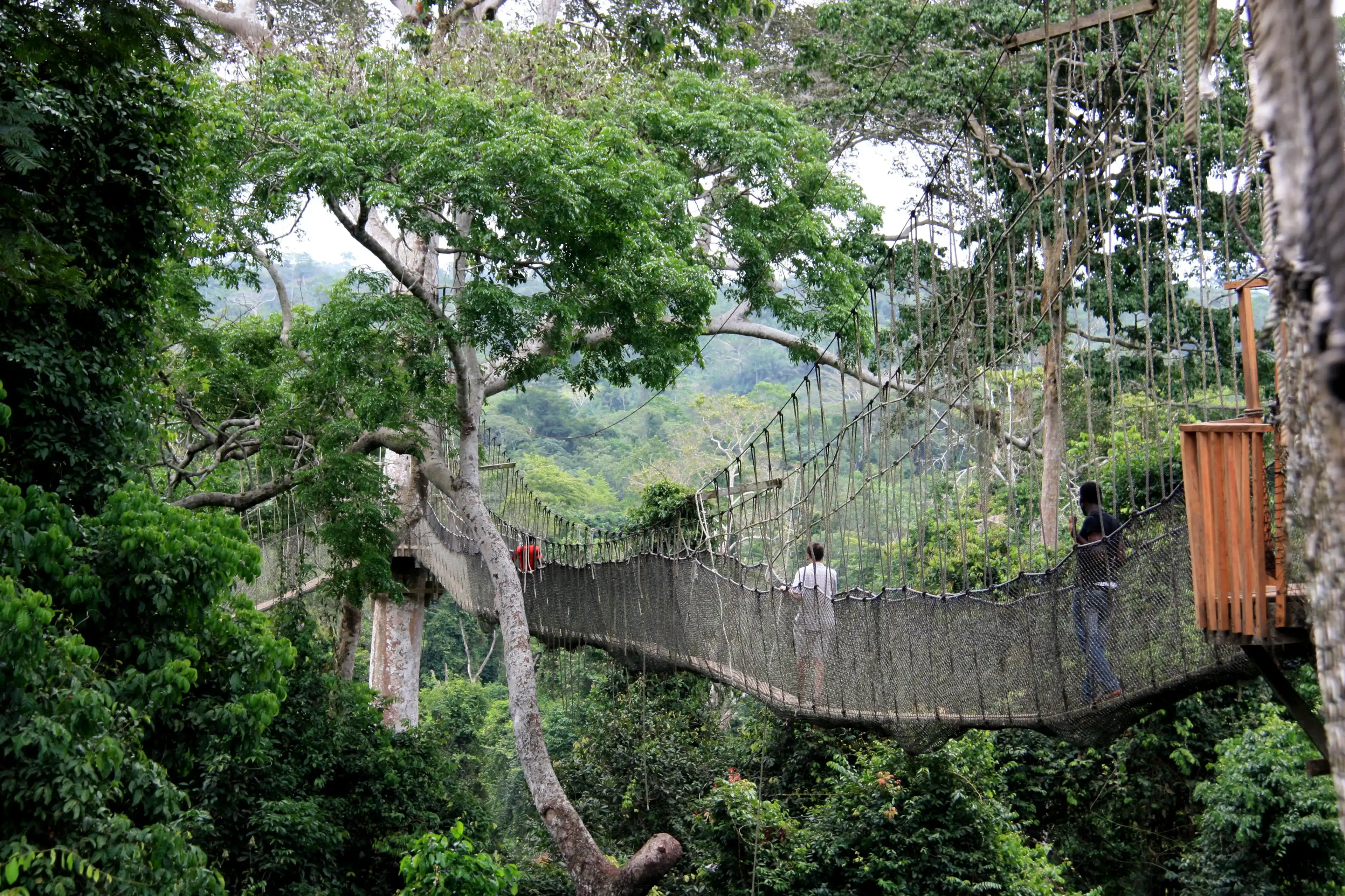 Kakum National Park, Ghana - March 10th 2013: Tourists exploring the upper level of the rain forest while walking across rope bridges of the Canopy Walkway at the Kakum National Park near Cape Coast