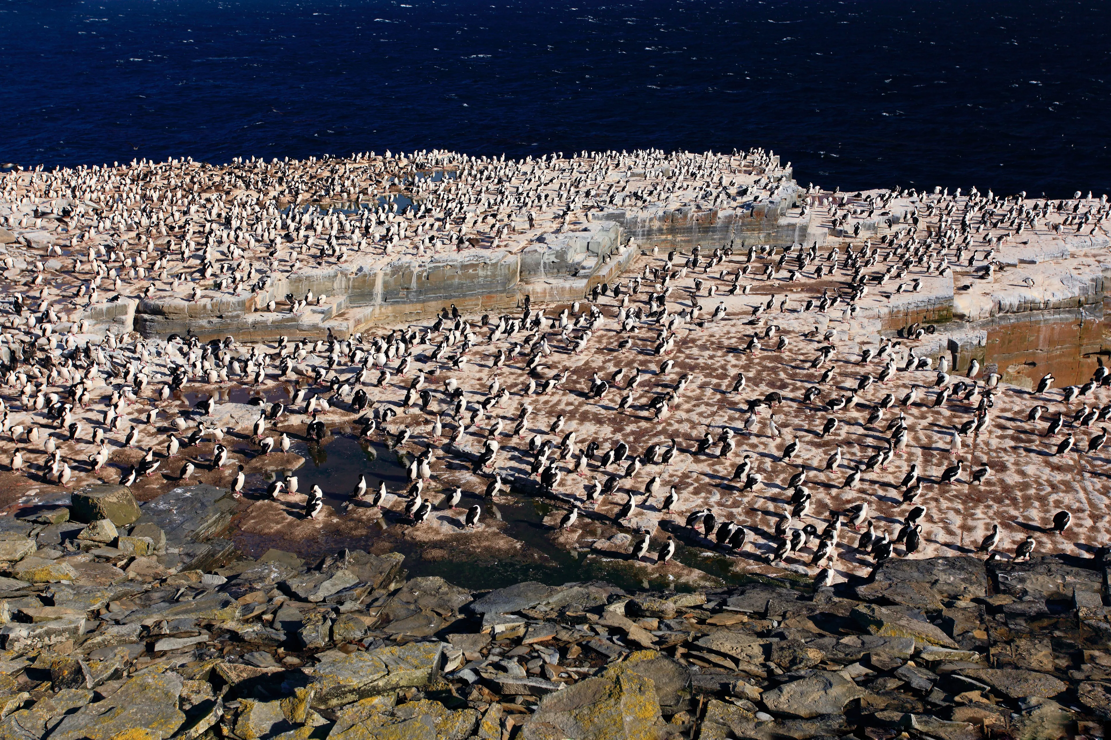 Big bird colony, penguins and cormorants, with rock and dark blue sky, Sea Lion Island, Falkland Islands.
