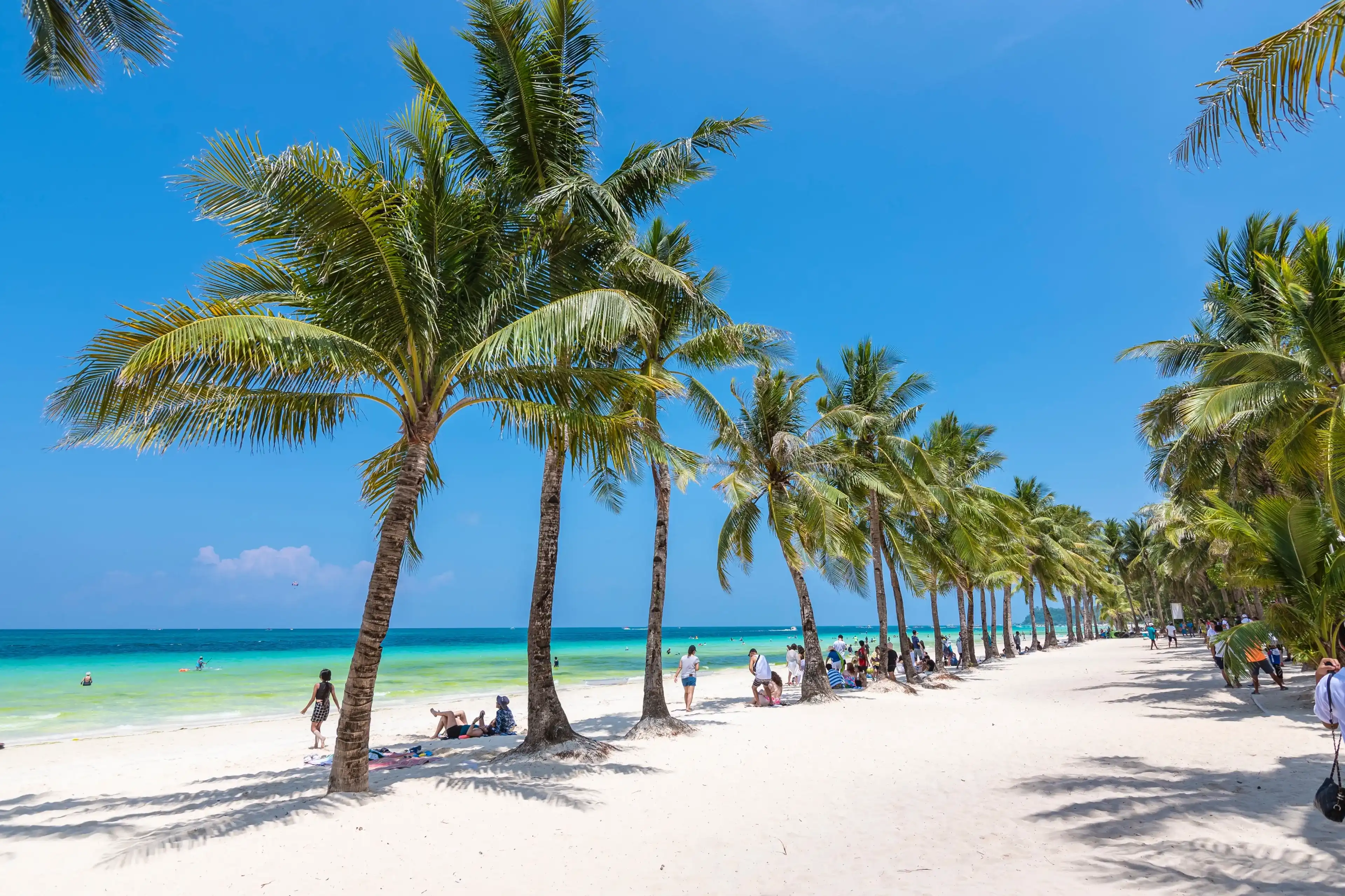 Boracay, Malay, Aklan, Philippines - April 2023: Coconut trees line Station 2 of Boracay Island. Boracay, Malay, Aklan, Philippines - April 2023: Coconut trees line Station 2 of Boracay Island.
