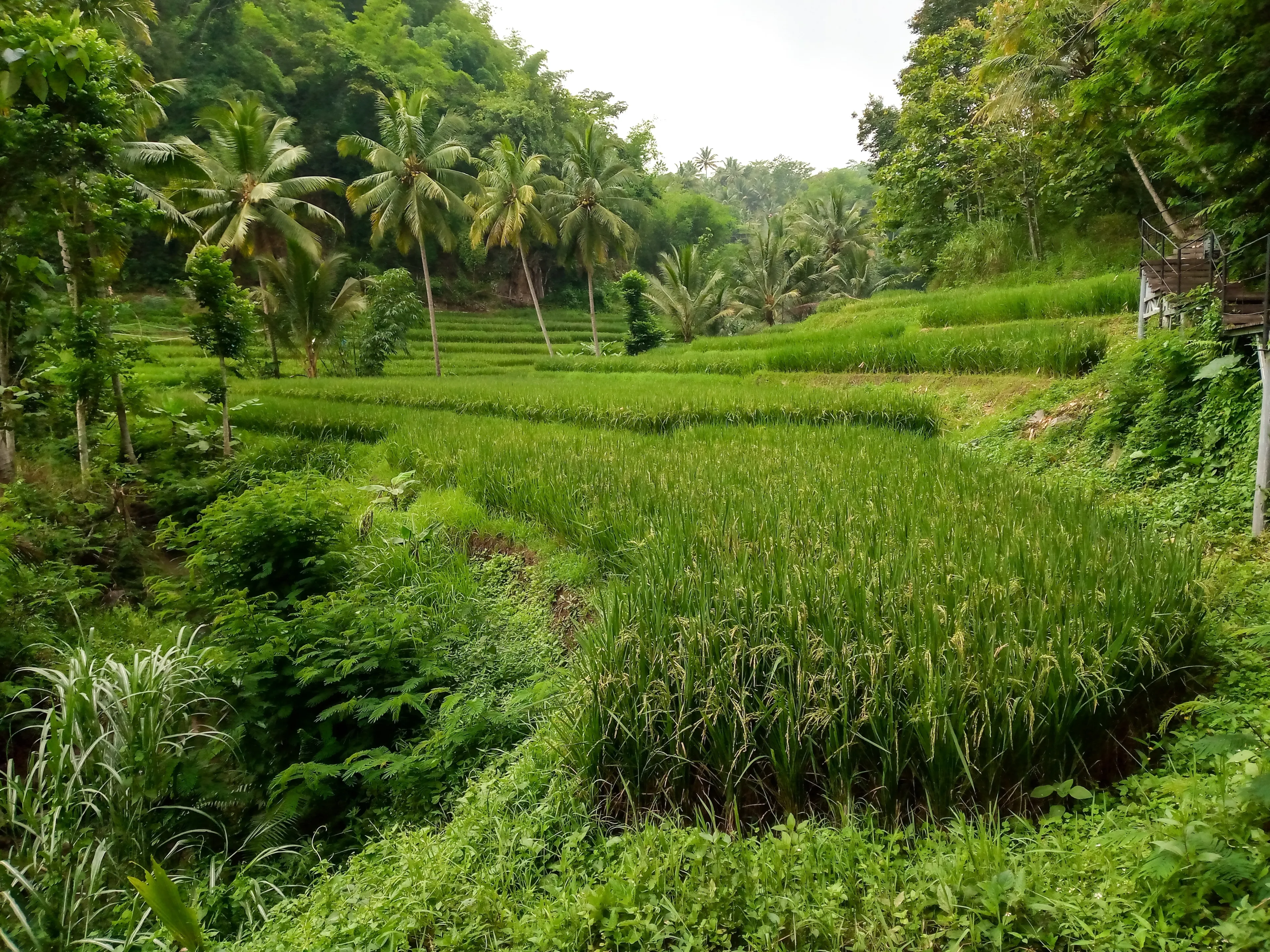 Another side view about rice field with hills and trees from a distance. Photo taken from stair way in the park. Garut, Indonesia - Dec 24, 2024.