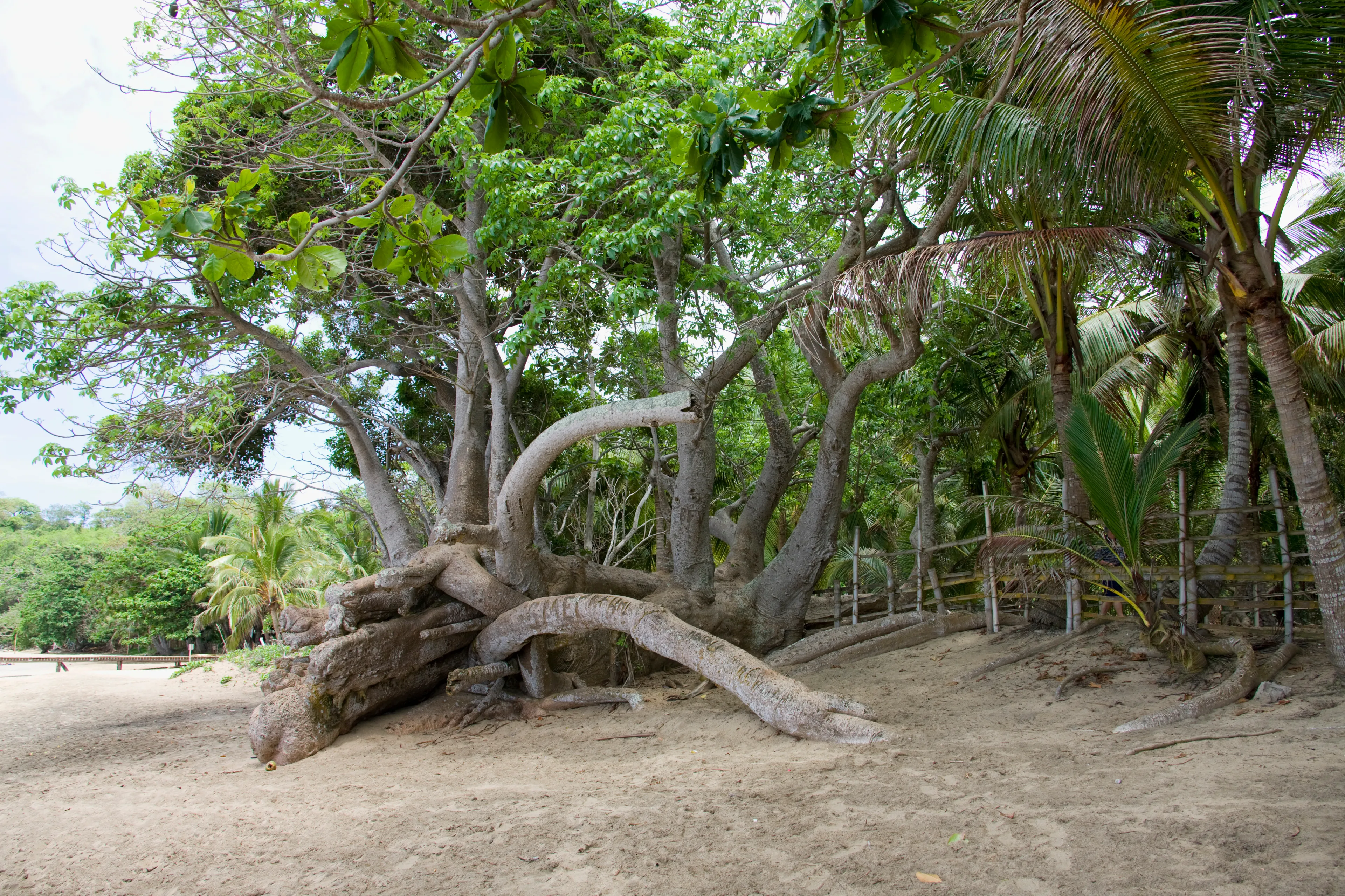 Plage de N'gouja, N'gouja beach, Mayotte, French Overseas Department, Union of the Comoros, Africa