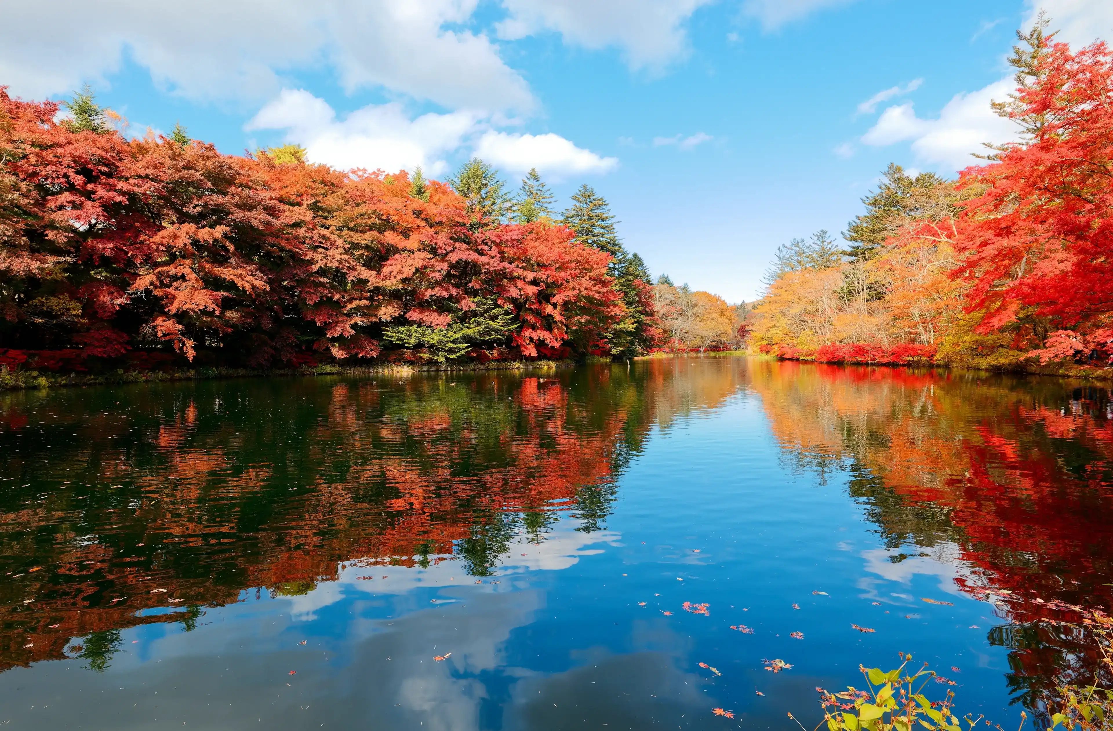 Fall scenery of Kumoba-ike Pond 雲場池 with fiery maple trees reflected in the peaceful water and wild ducks swimming merrily on the lake on a sunny autumn day, in Karuizawa 軽井沢, Nagano Prefecture, Japan Fall scenery of Kumoba-ike Pond 雲場池 with fiery maple trees reflected in the peaceful water and wild ducks swimming merrily on the lake on a sunny autumn day, in Karuizawa 軽井沢, Nagano Prefecture, Japan