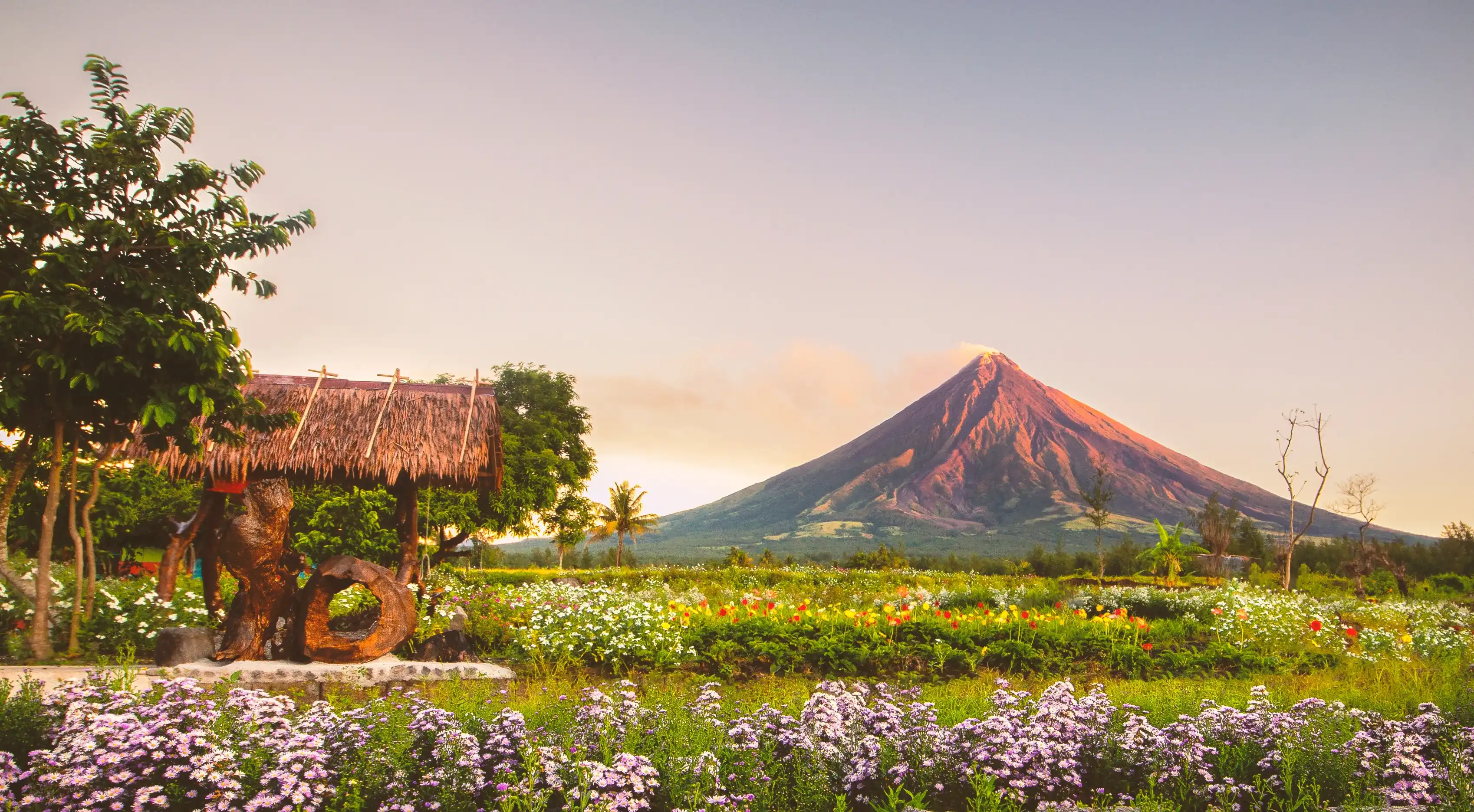 Garden Of Mayon with flower blossom in Legazpi City Albay Philippines
