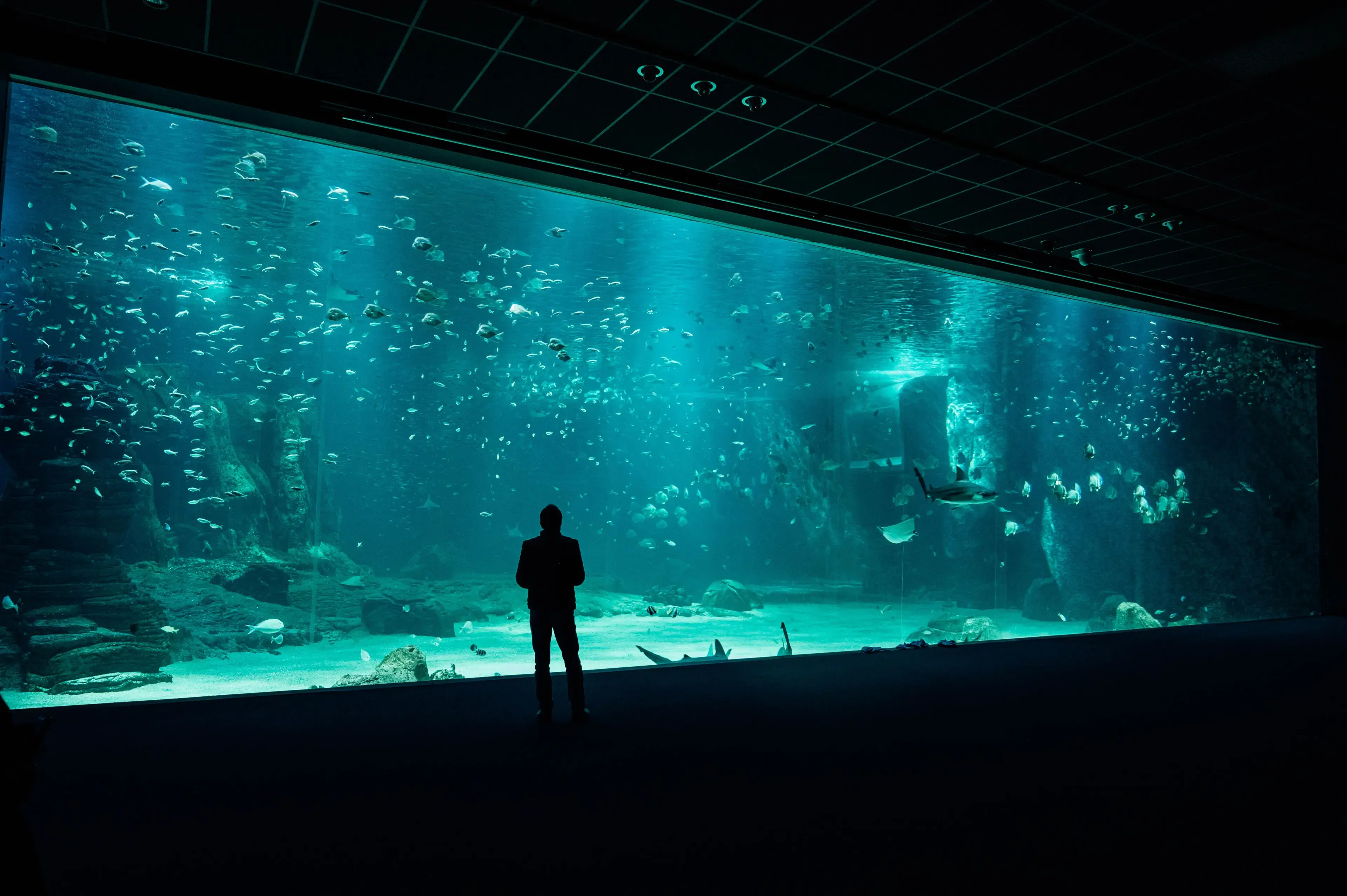 A person viewing a large aquarium tank with diverse marine life swimming inside A person viewing a large aquarium tank with diverse marine life swimming inside