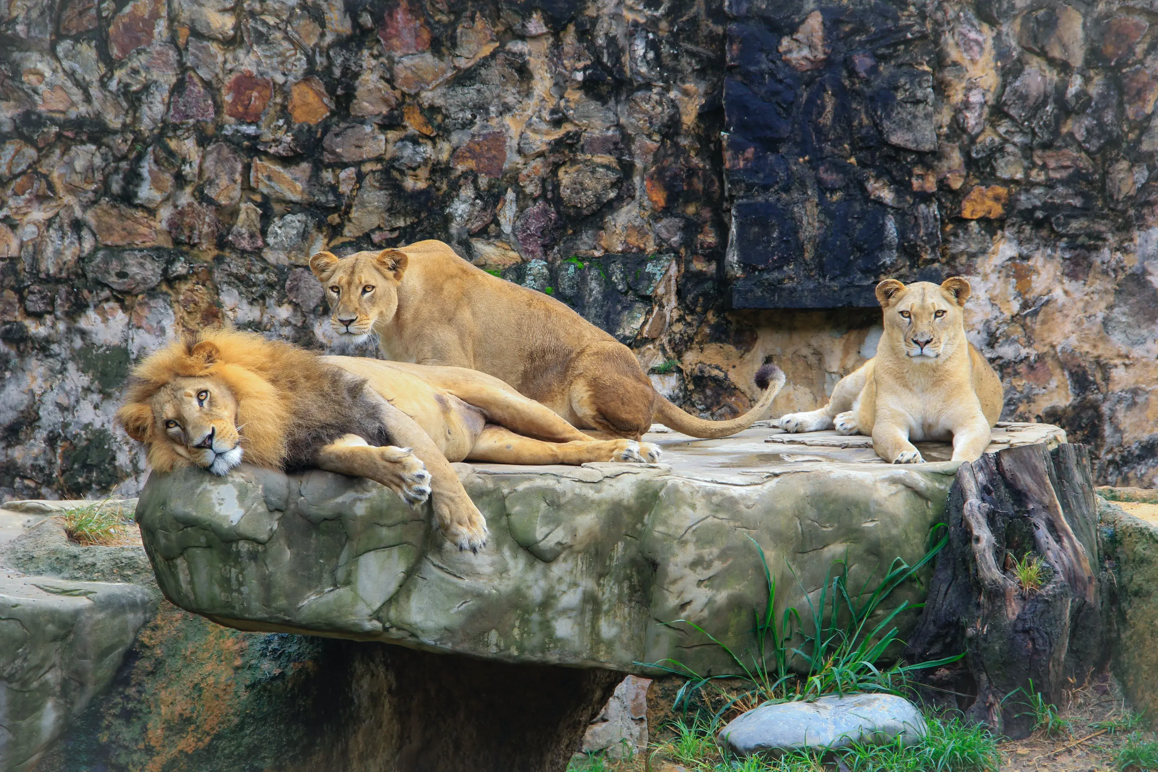 A peaceful scene of a lion and two lionesses resting together on a rock platform in a zoo enclosure A peaceful scene of a lion and two lionesses resting together on a rock platform in a zoo enclosure
