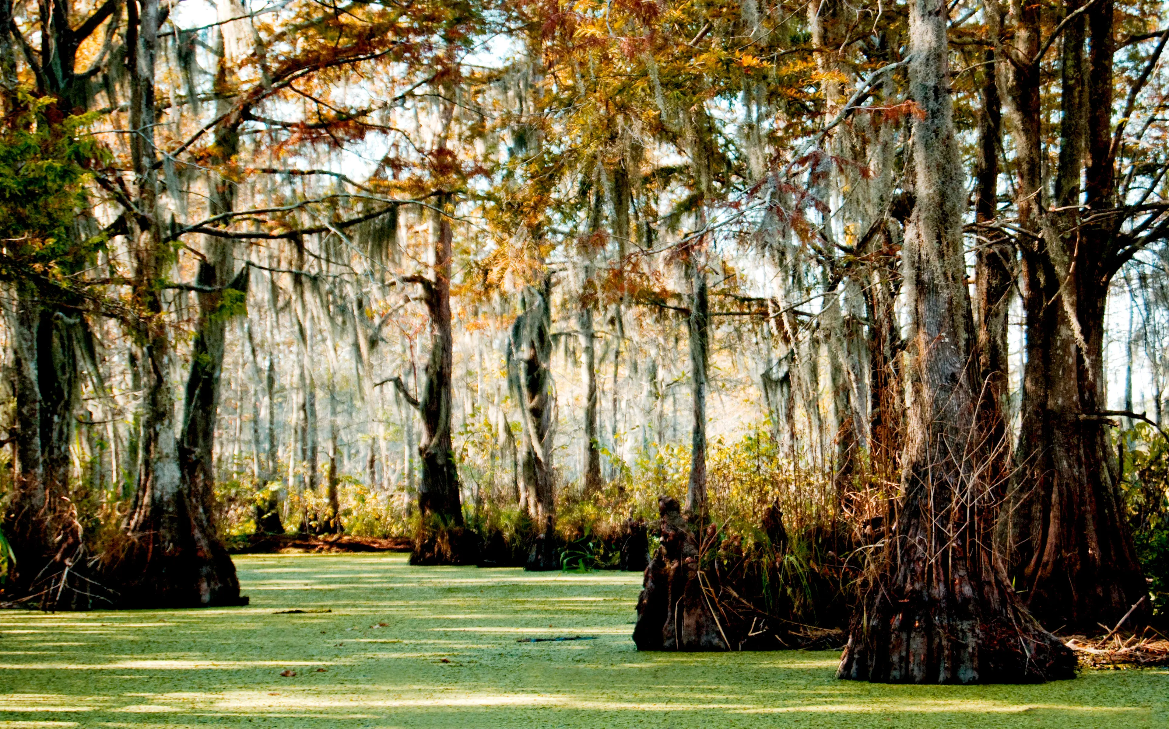Louisiana hotels. Best hotels in Louisiana, United States Louisiana hotels. Best hotels in Louisiana, United States