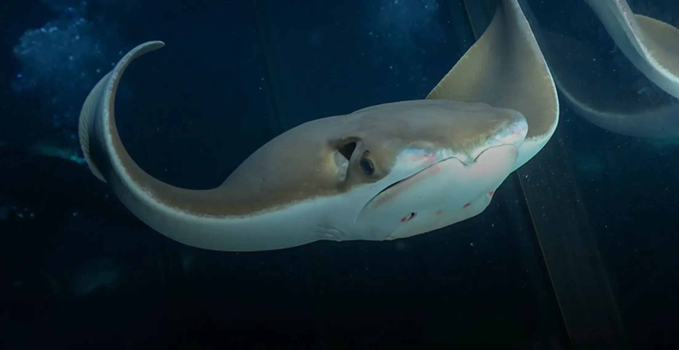 New England Aquarium Website New England Aquarium Website