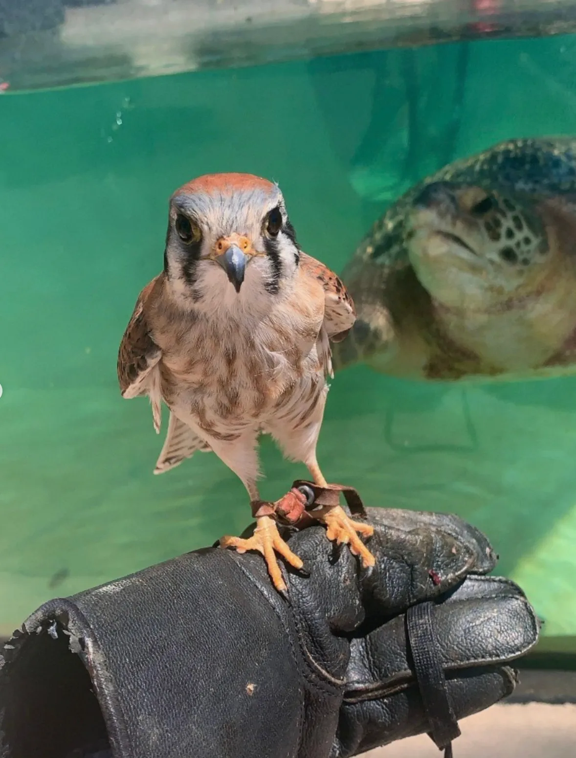 Living Coast Discovery Center Website