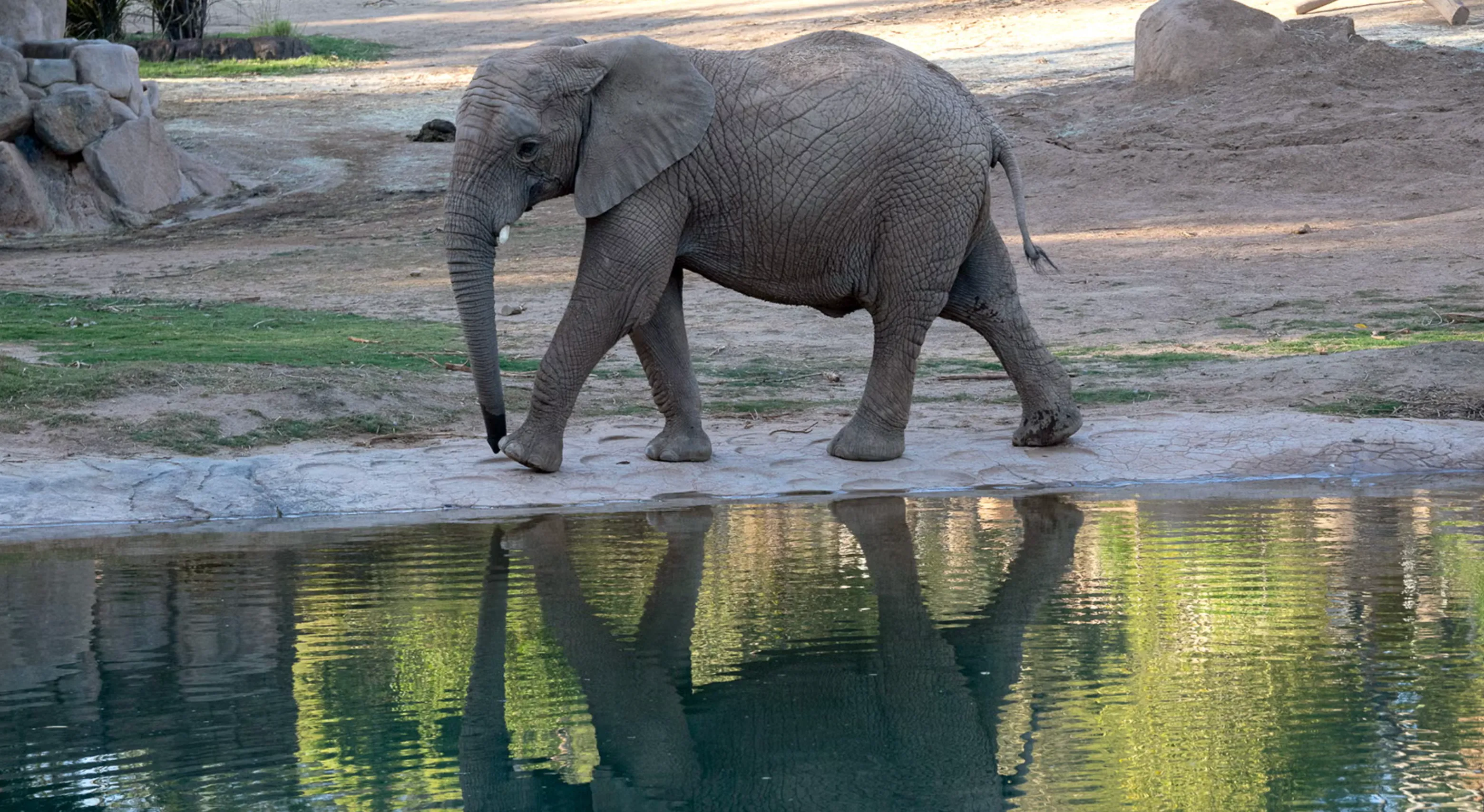 San Diego Zoo Website