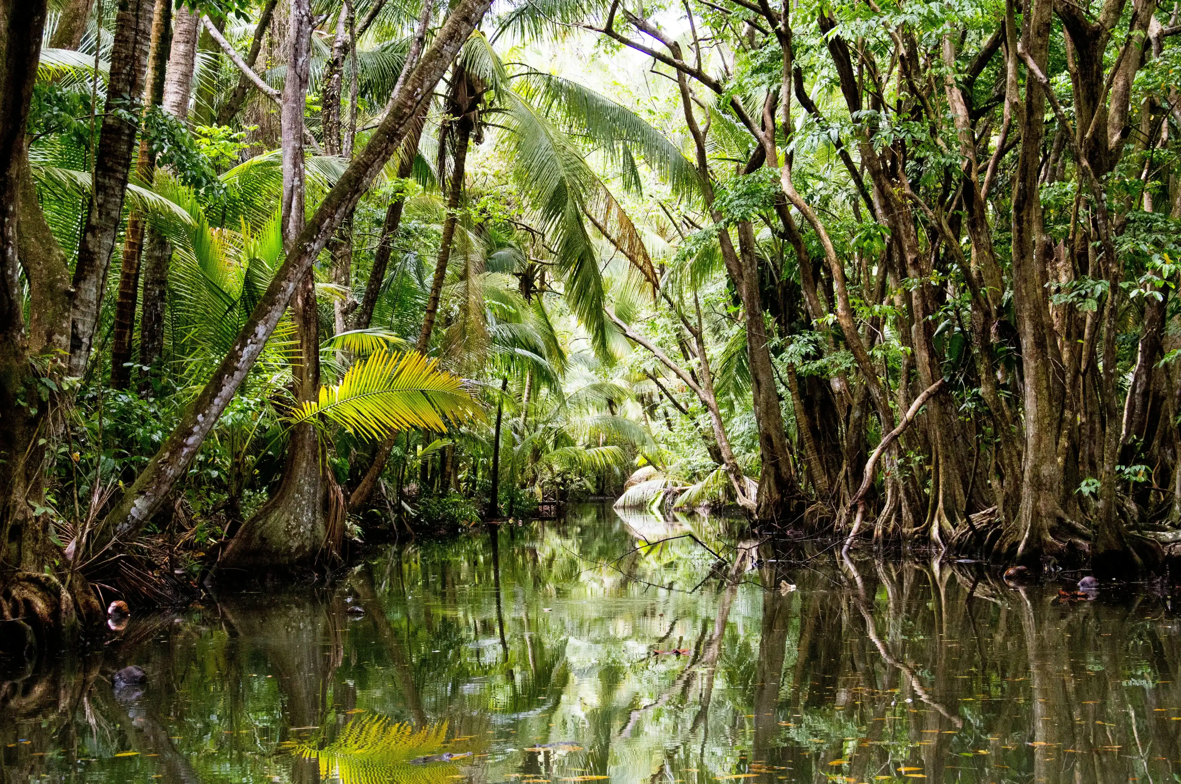 Indian River in Dominica, a mangrove-lined river in near the city of Portsmouth.