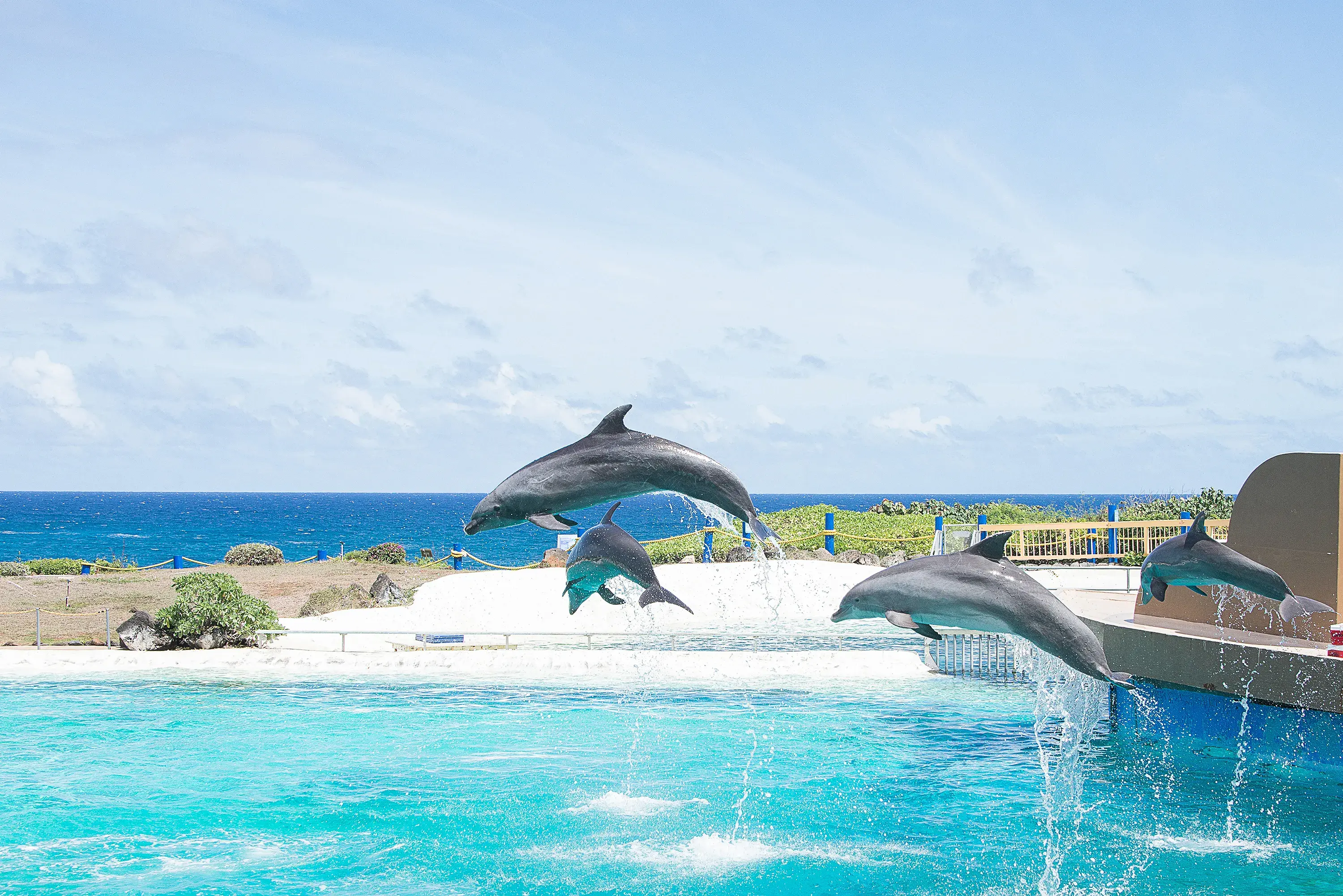 Dolphins show on Hawaii islands near Honolulu. Dolphins show on Hawaii islands near Honolulu.