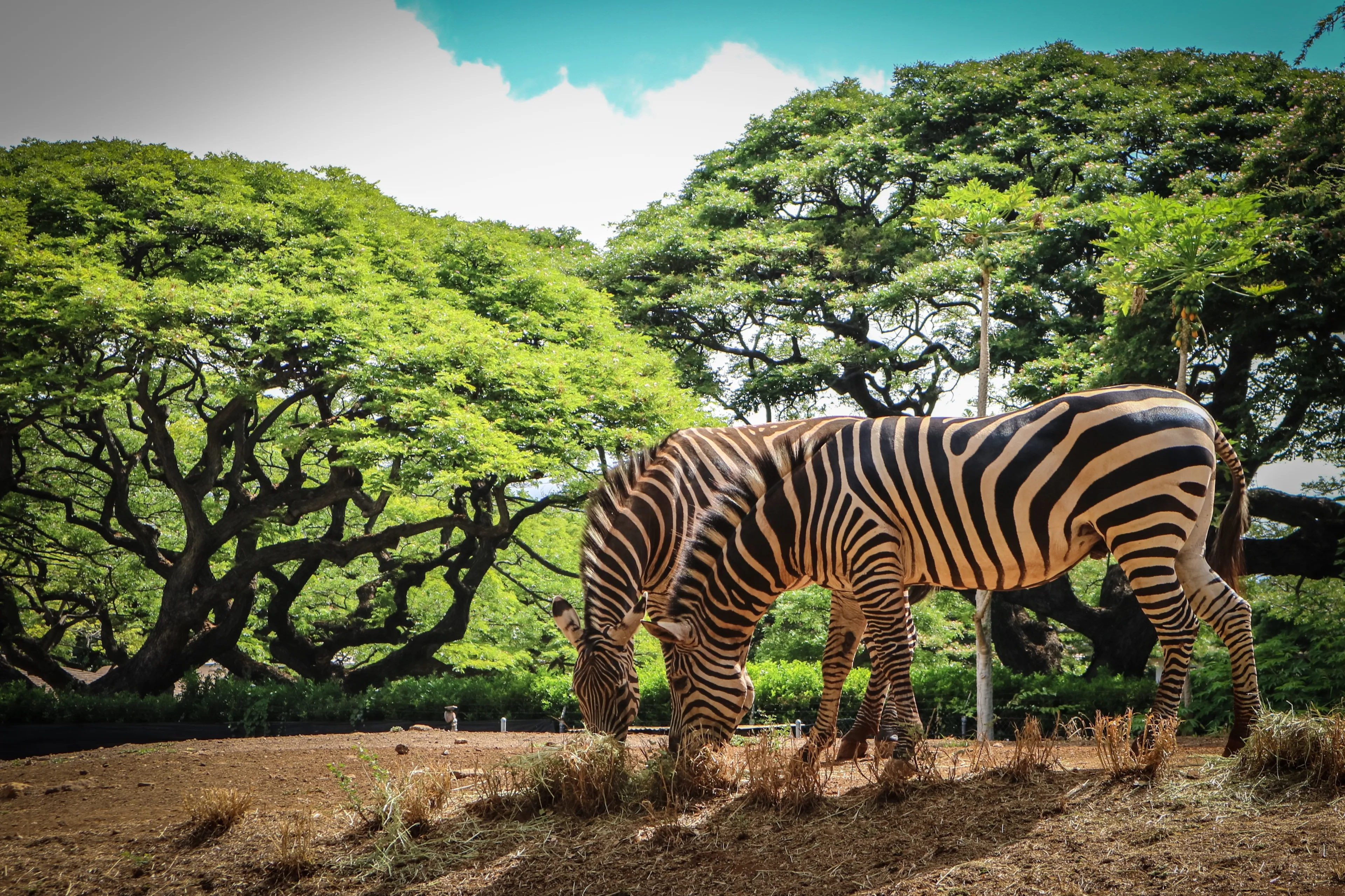 two zebra feeding themselves with grass at Honolulu zoo
