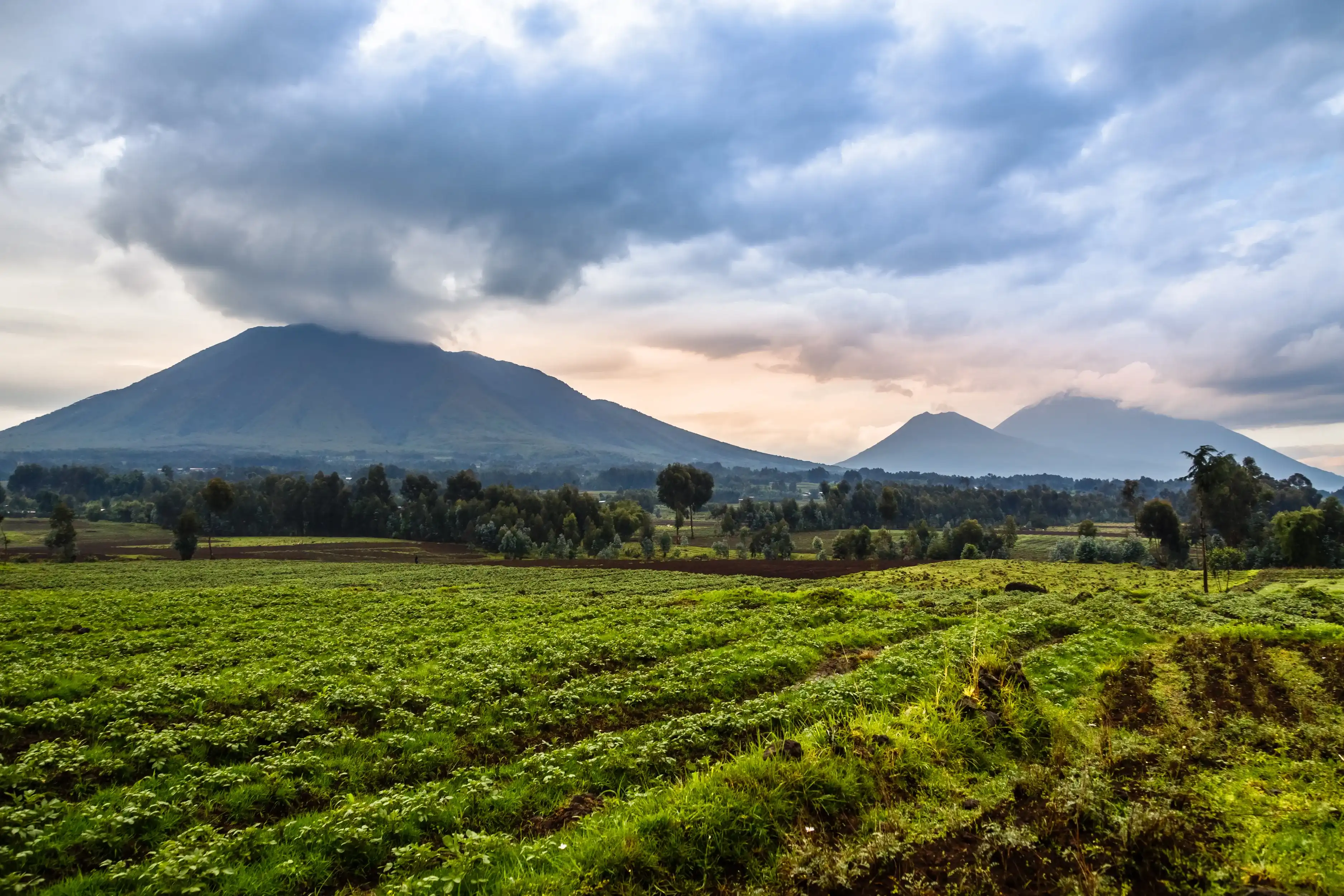 Virunga volcano national park landscape with green farmland fields in the foreground, Rwanda