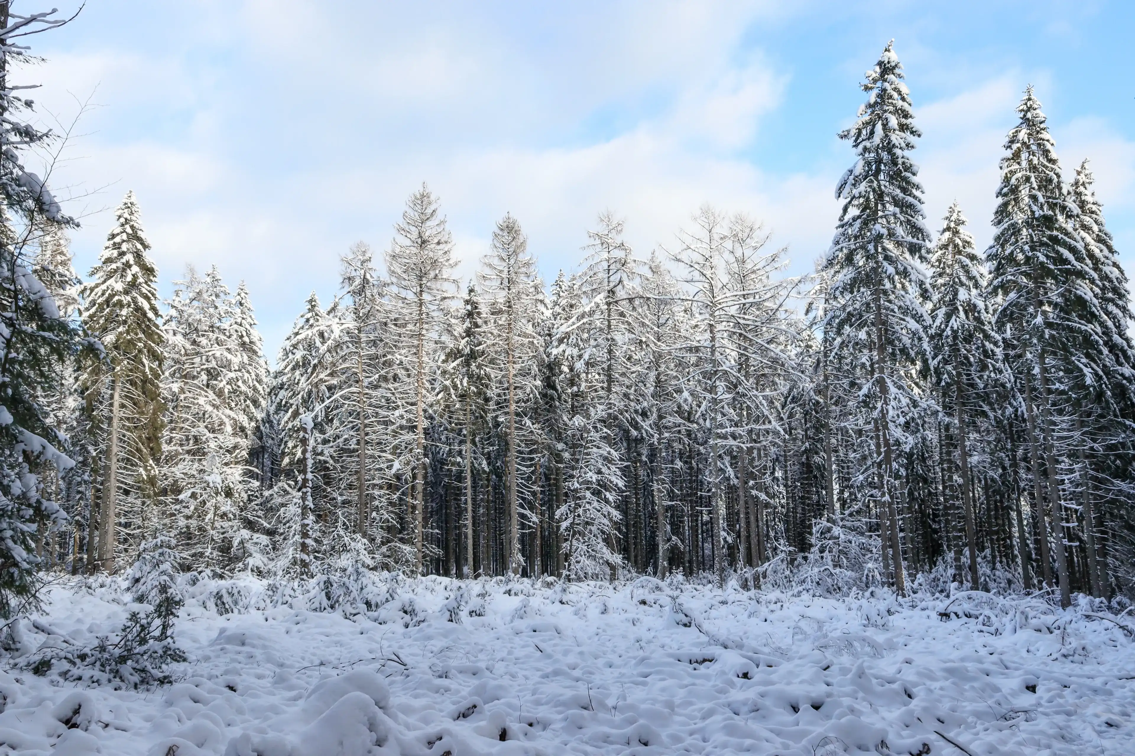 Snow covered fir trees in the forest in an open area, bottom view, close-up.