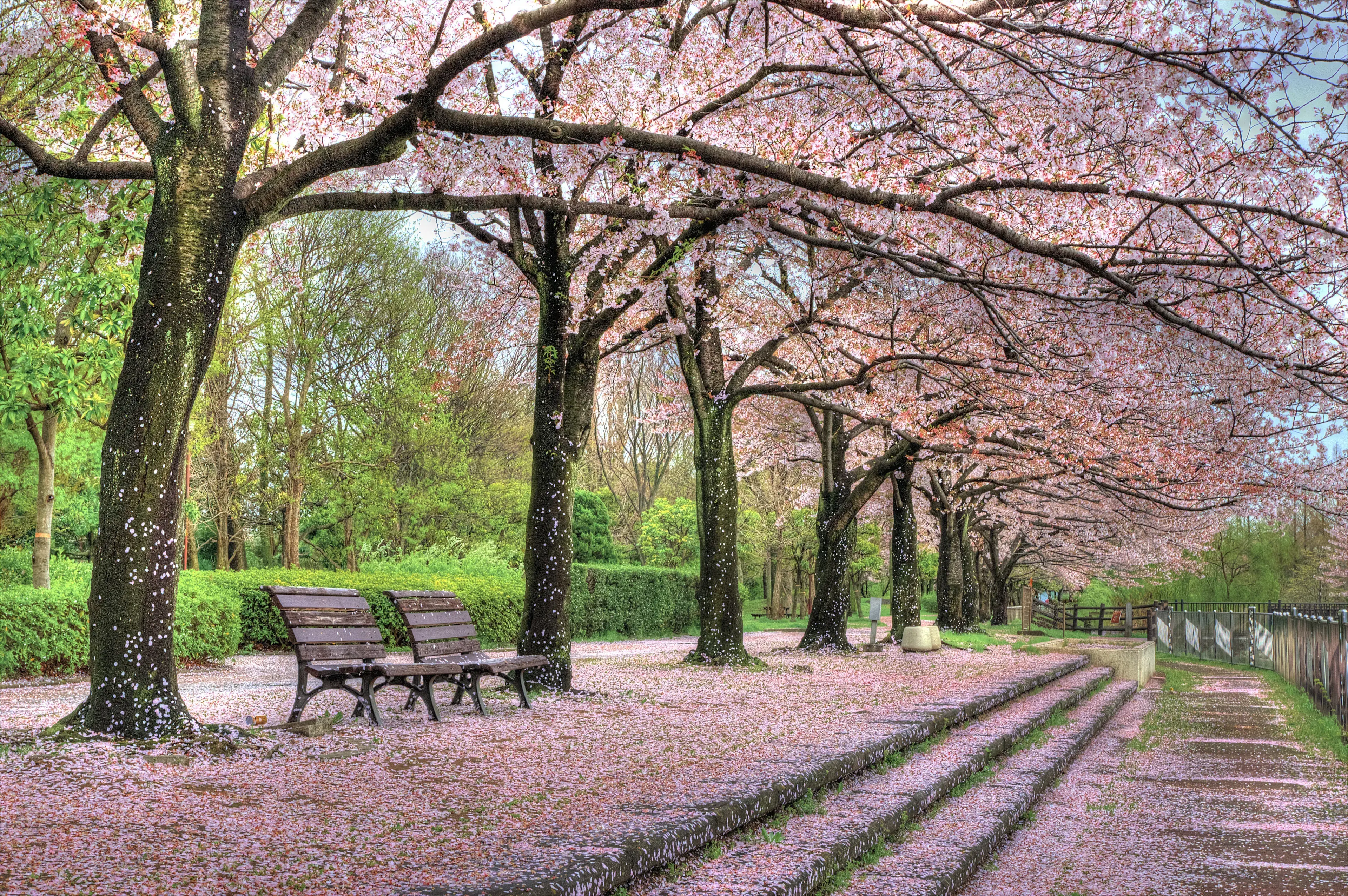 Japan Cherry Blossoms in Bloom