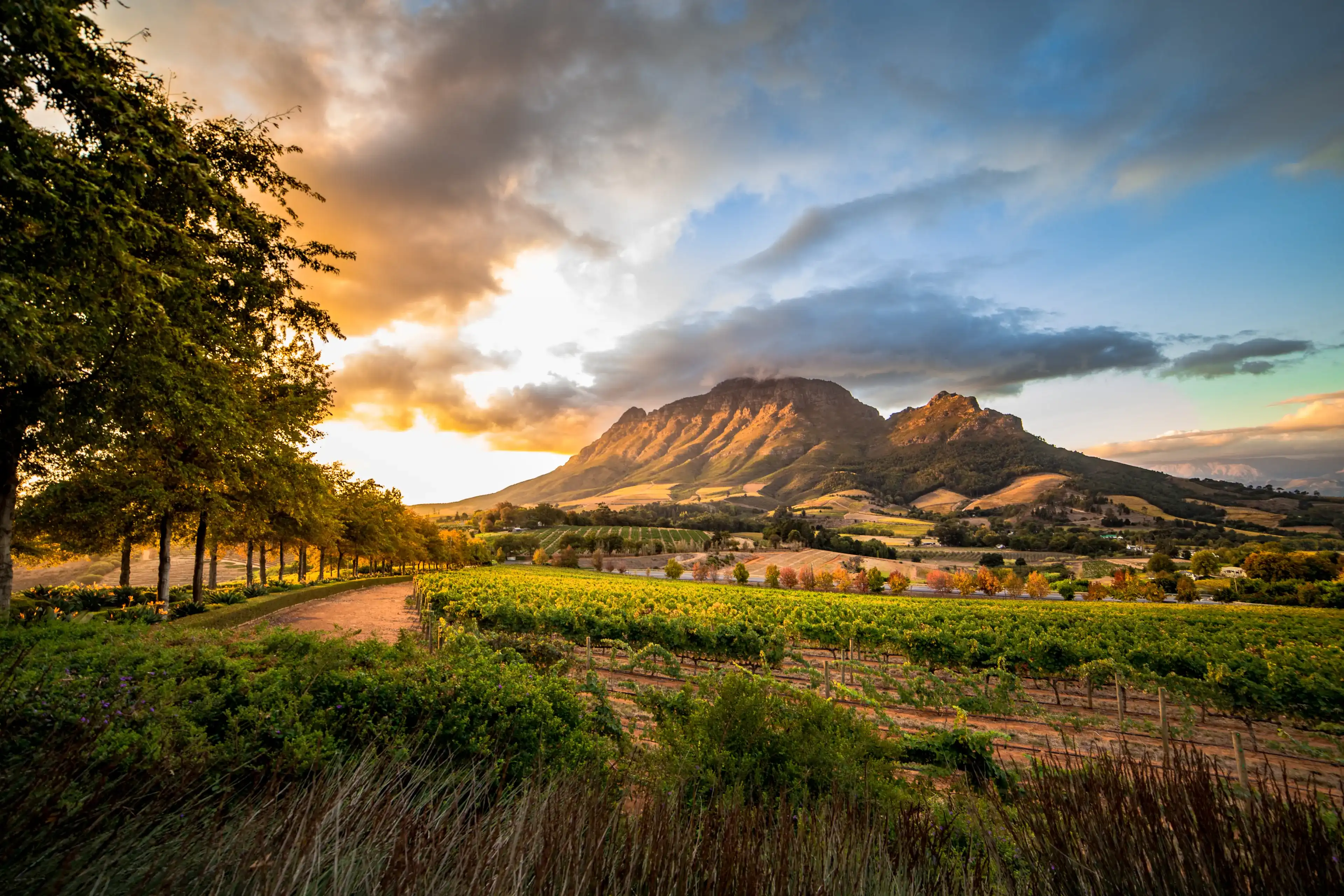 Wine region near Stellenbosch looking at Simonsberg in South Africa Wine region near Stellenbosch looking at Simonsberg in South Africa