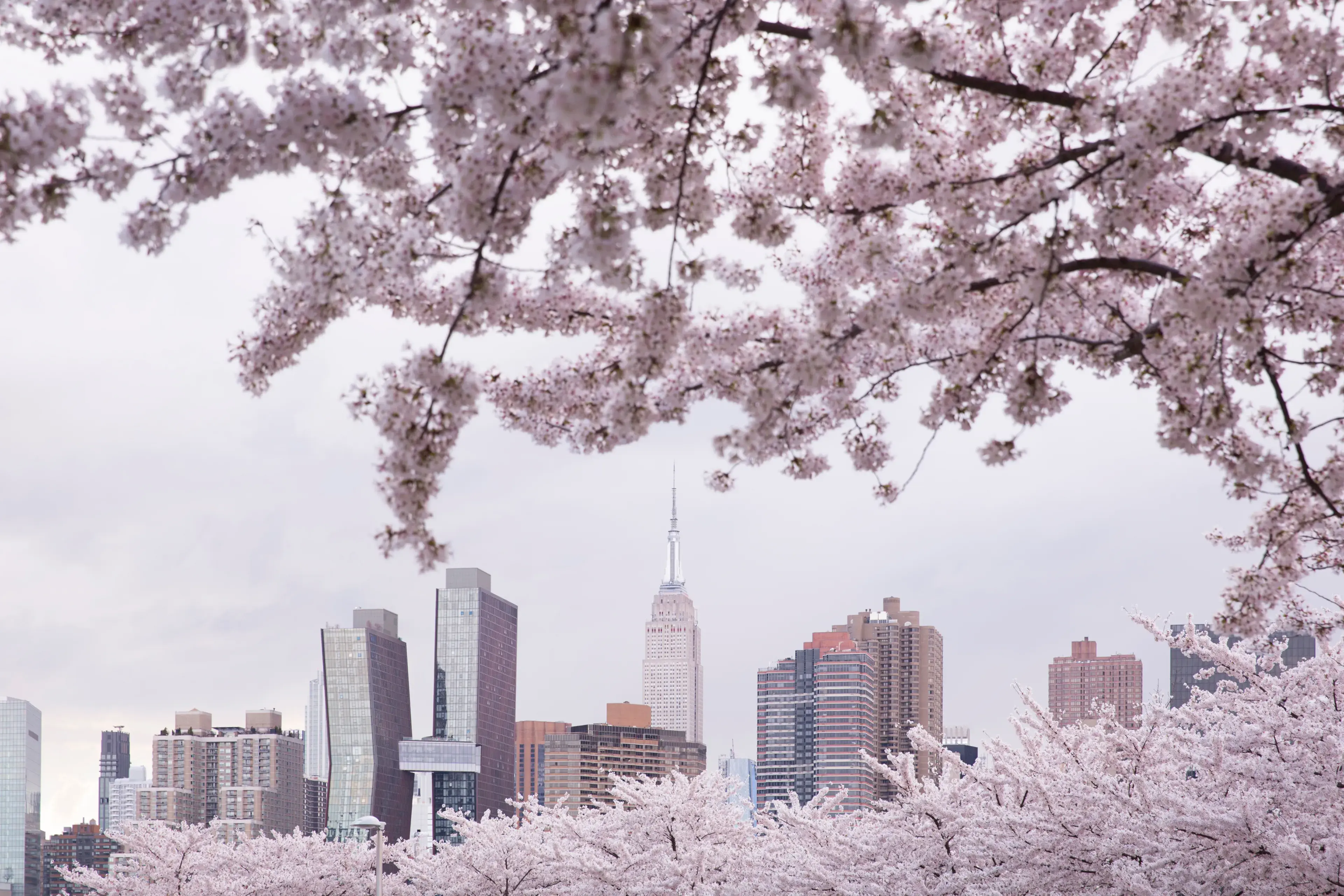New York city, USA - April 9th 2022: Beautiful view of Cherry blossom with Empire state building and American copper buildings at the background. View from Long island city at New York city.