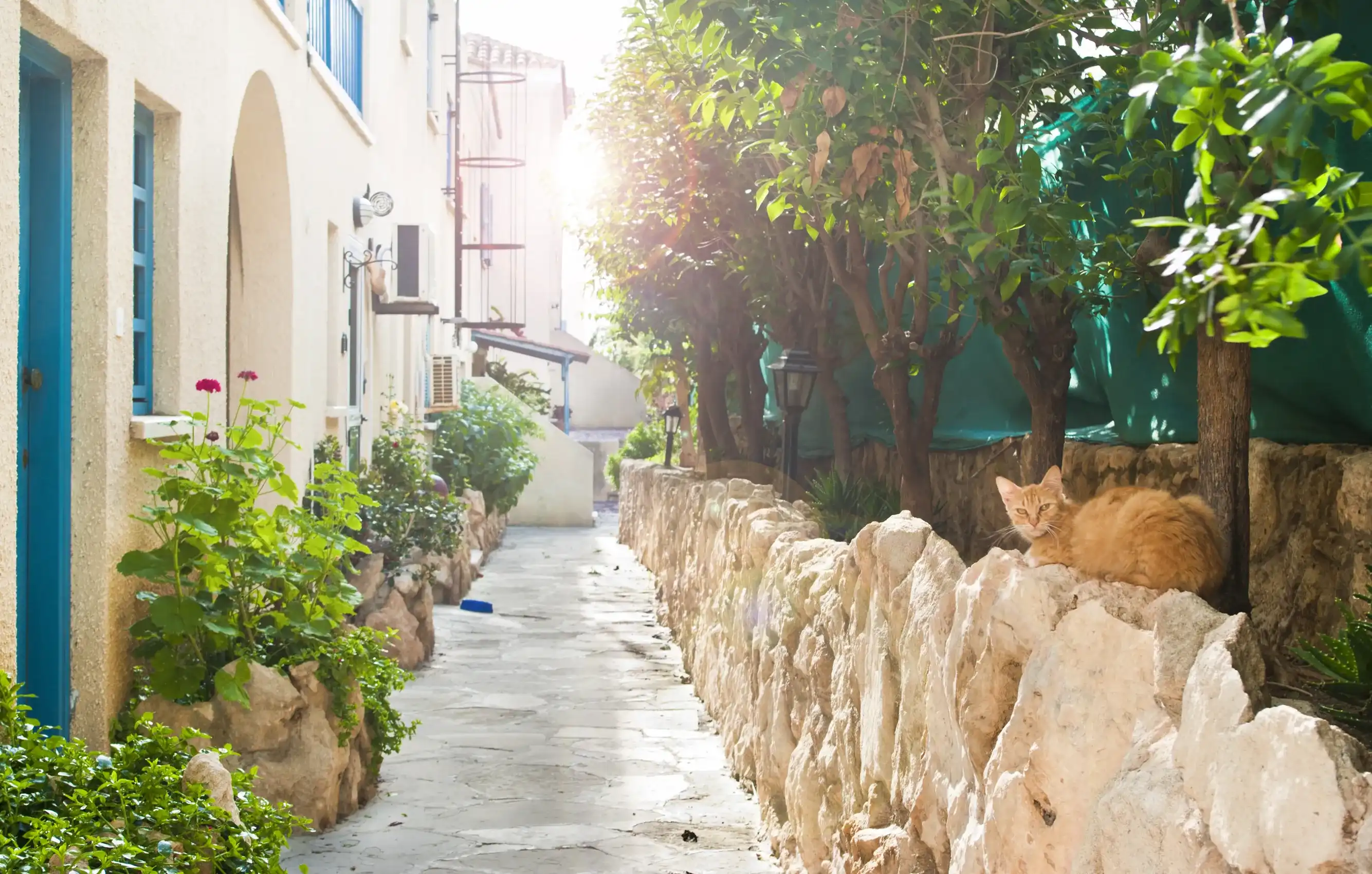 cat lying on stone wall on narrow street in Cyprus