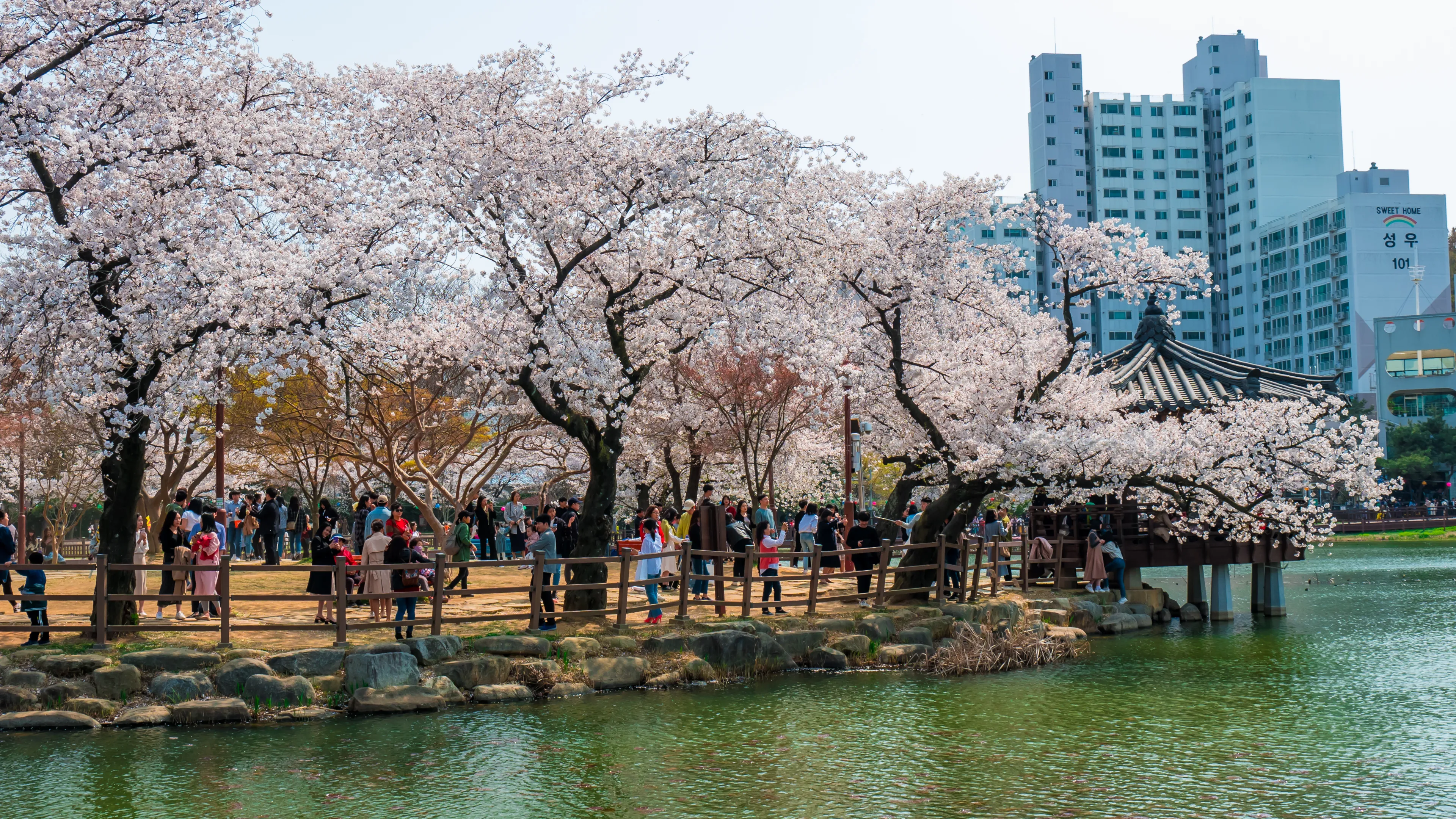 Gwangju, Gwangju Jeollamando/South Korea- 04 07 2019: People with family and kids enjoying cherry blossom season on a beautiful sunny day at Uncheon Reservoir 
