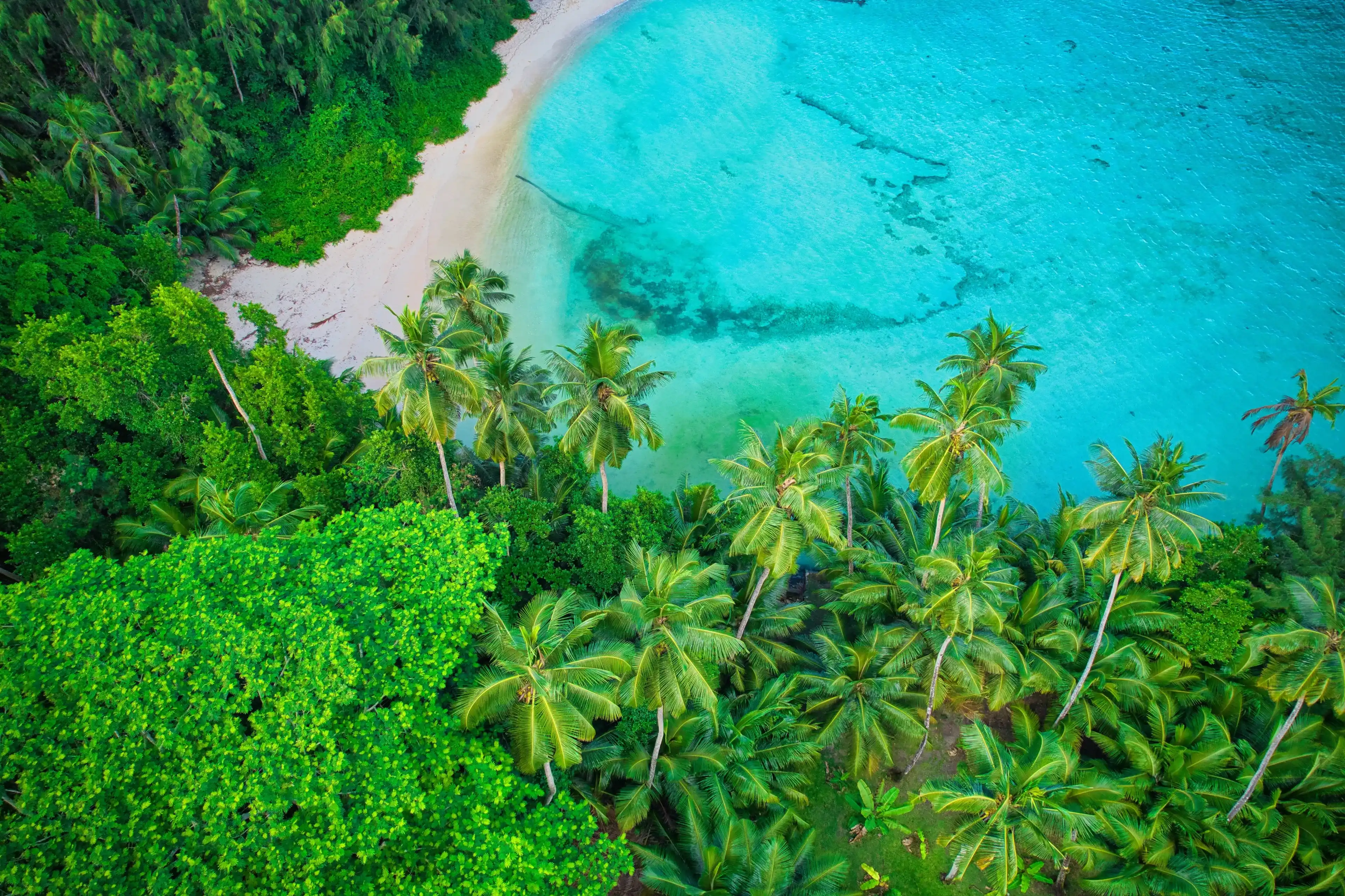 Bird eye drone of Port Glaud beach, white sandy beach, turquoise water, coconut palm, greenery, trees, sunny day, Mahe Seychelles.