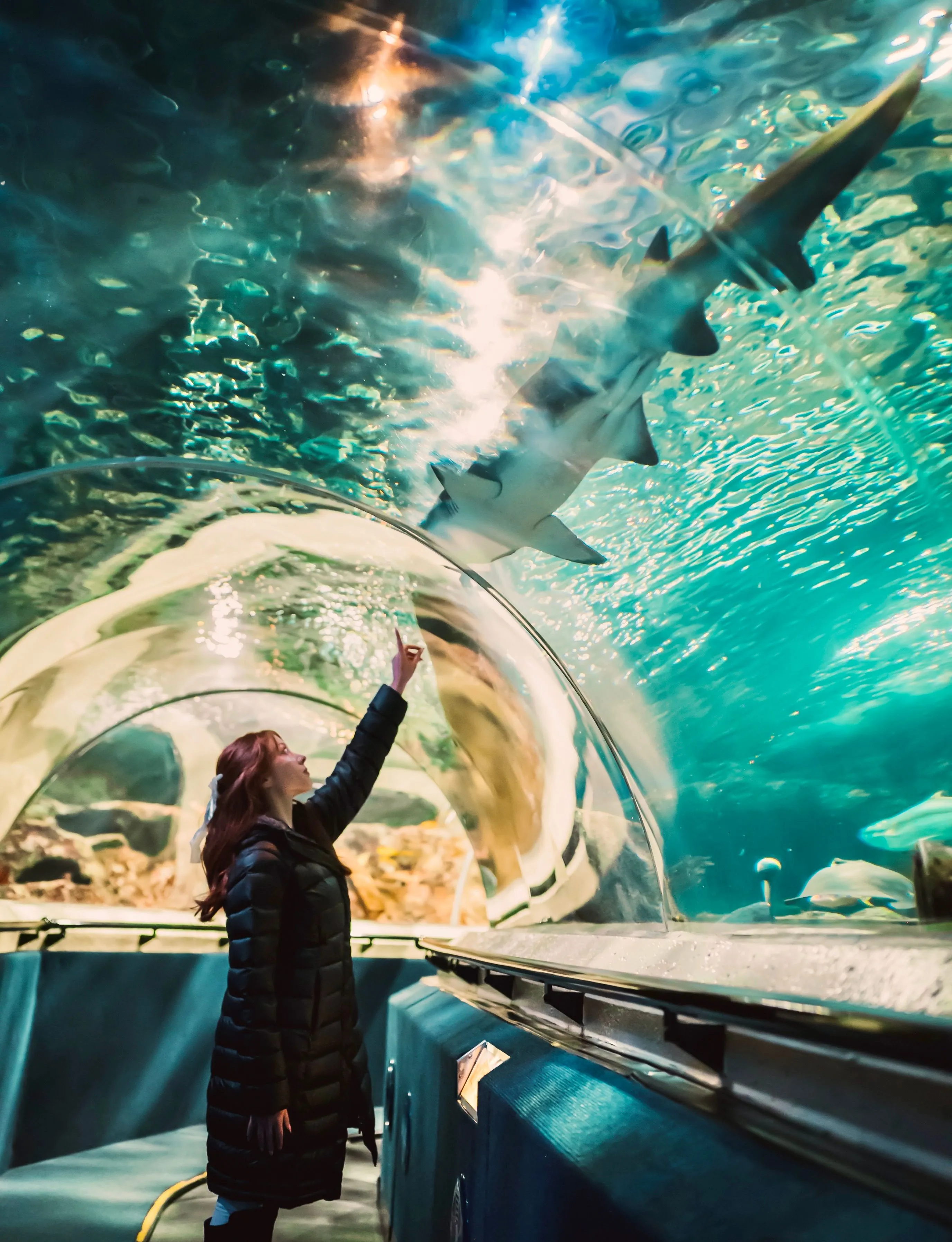 Woman marvels at a shark swimming overhead in a mesmerizing aquarium tunnel.