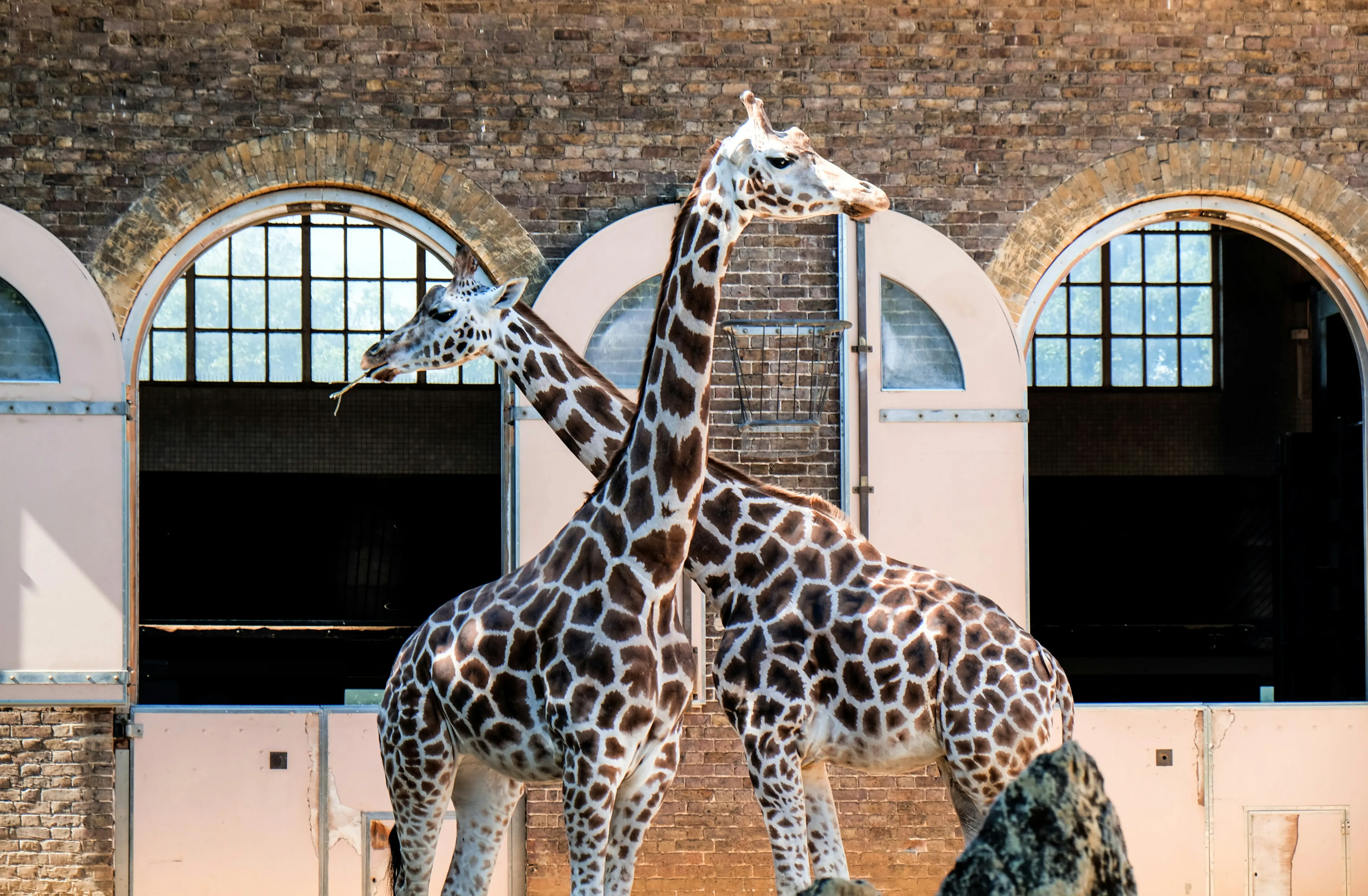 London Zoo, London