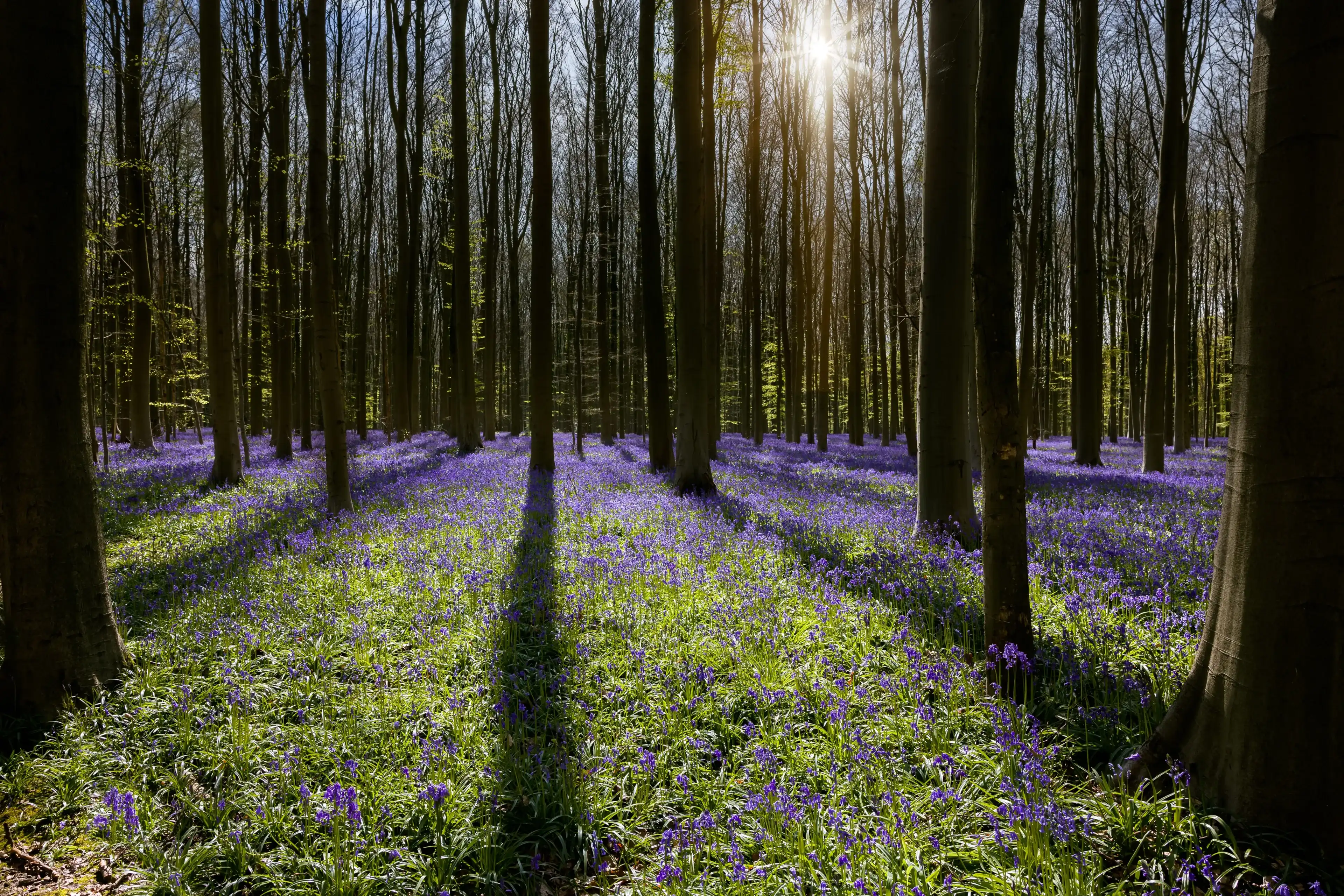 The hyacinth wildflowers in the Hallerbos forest near Brussels in Belgium are only in full bloom during one week in Springtime. Visitors are not allowed to leave the main path to protect the flowers