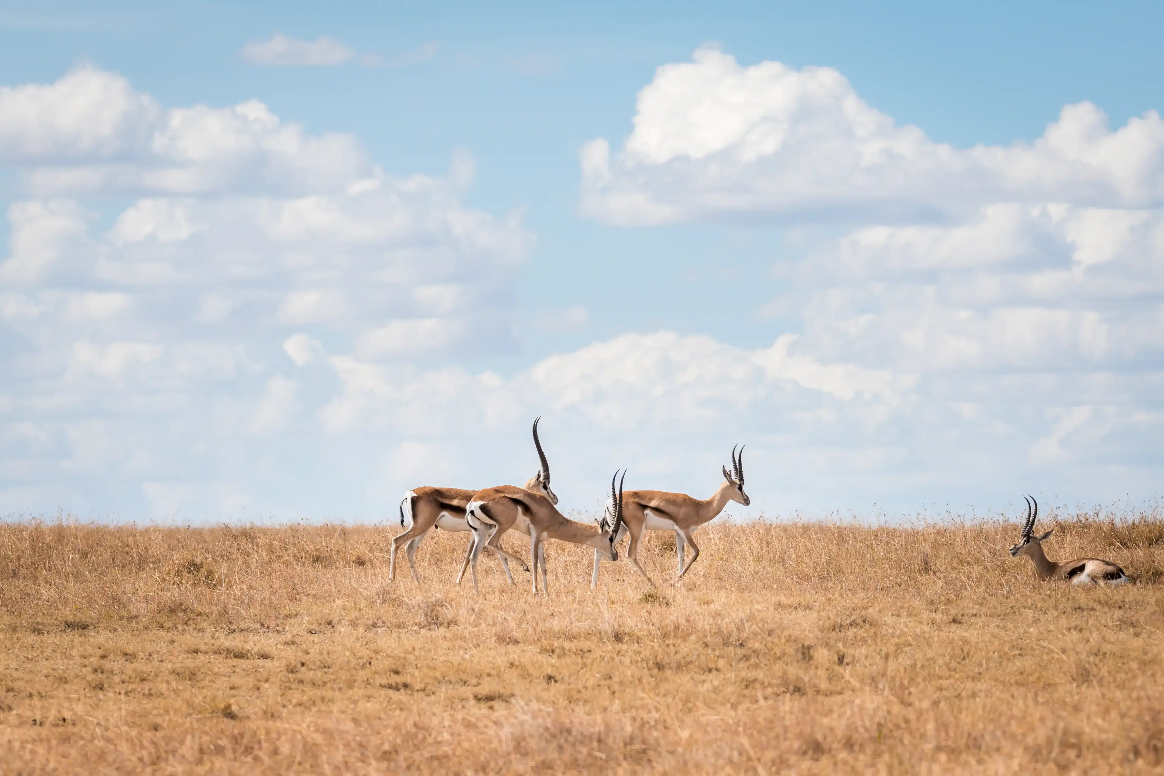 Four Grant's Gazelles on the savannah in Laikipia, Kenya, on a warm sunny day. Light blue sky with puffy white summer clouds create a sky meets earth background