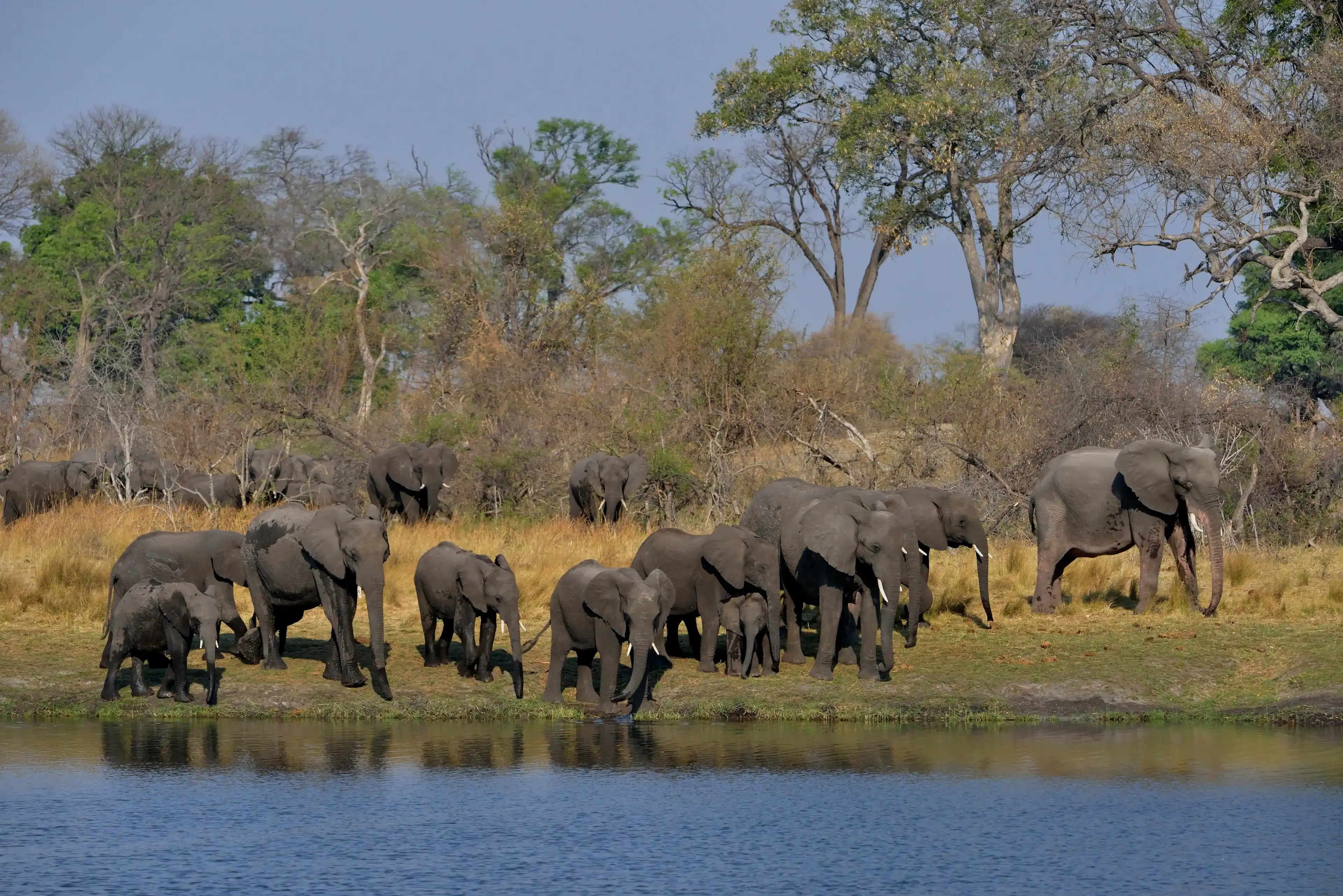 Elephant (Loxodonta africana) herd on the Cuando River, Bwabwata National Park, Zambezi Region, Caprivi Strip, Namibia