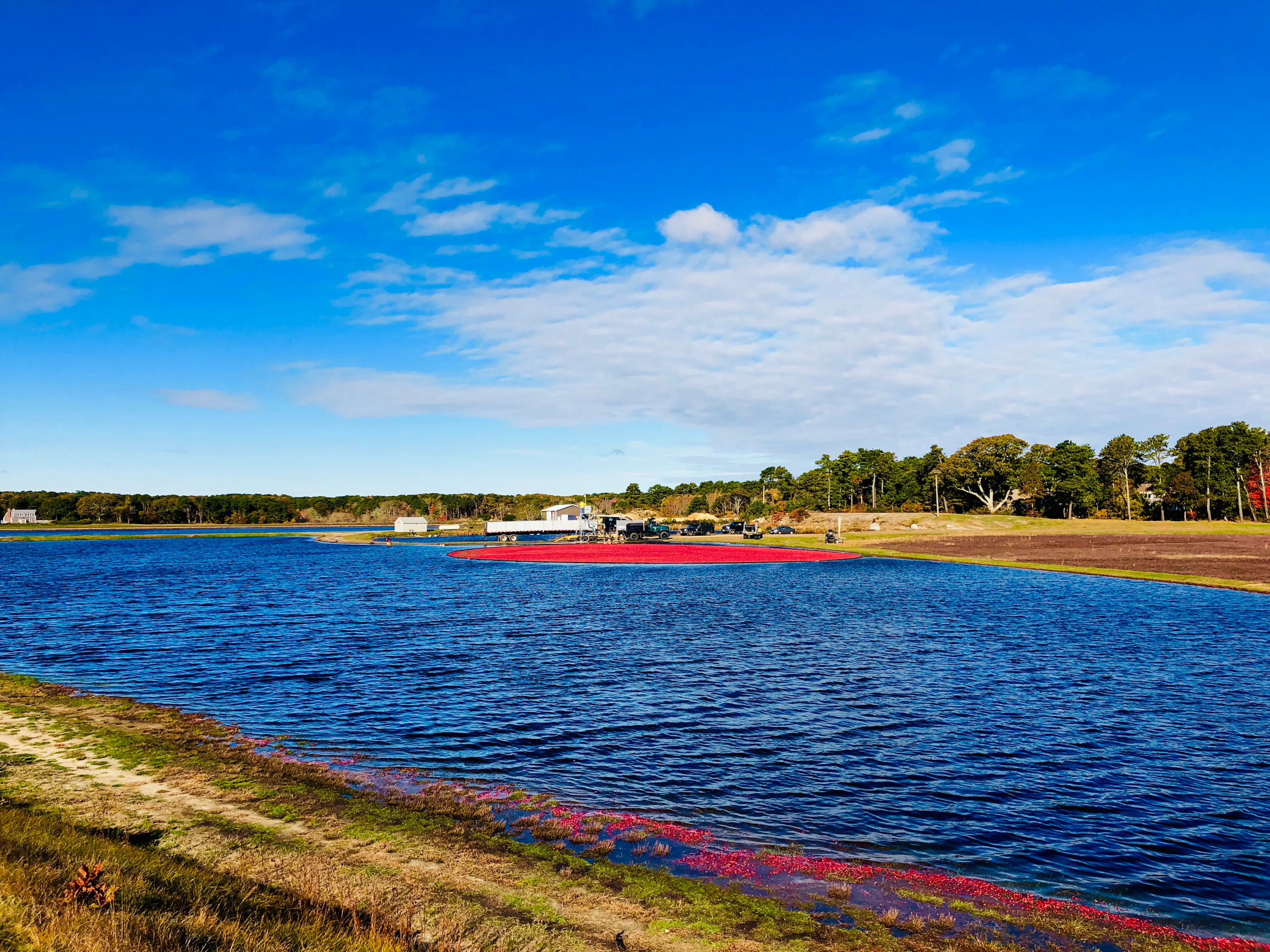 A large field of cranberries bogs with blue sky background on Knob Hill Road South Yarmouth, MA,United States.