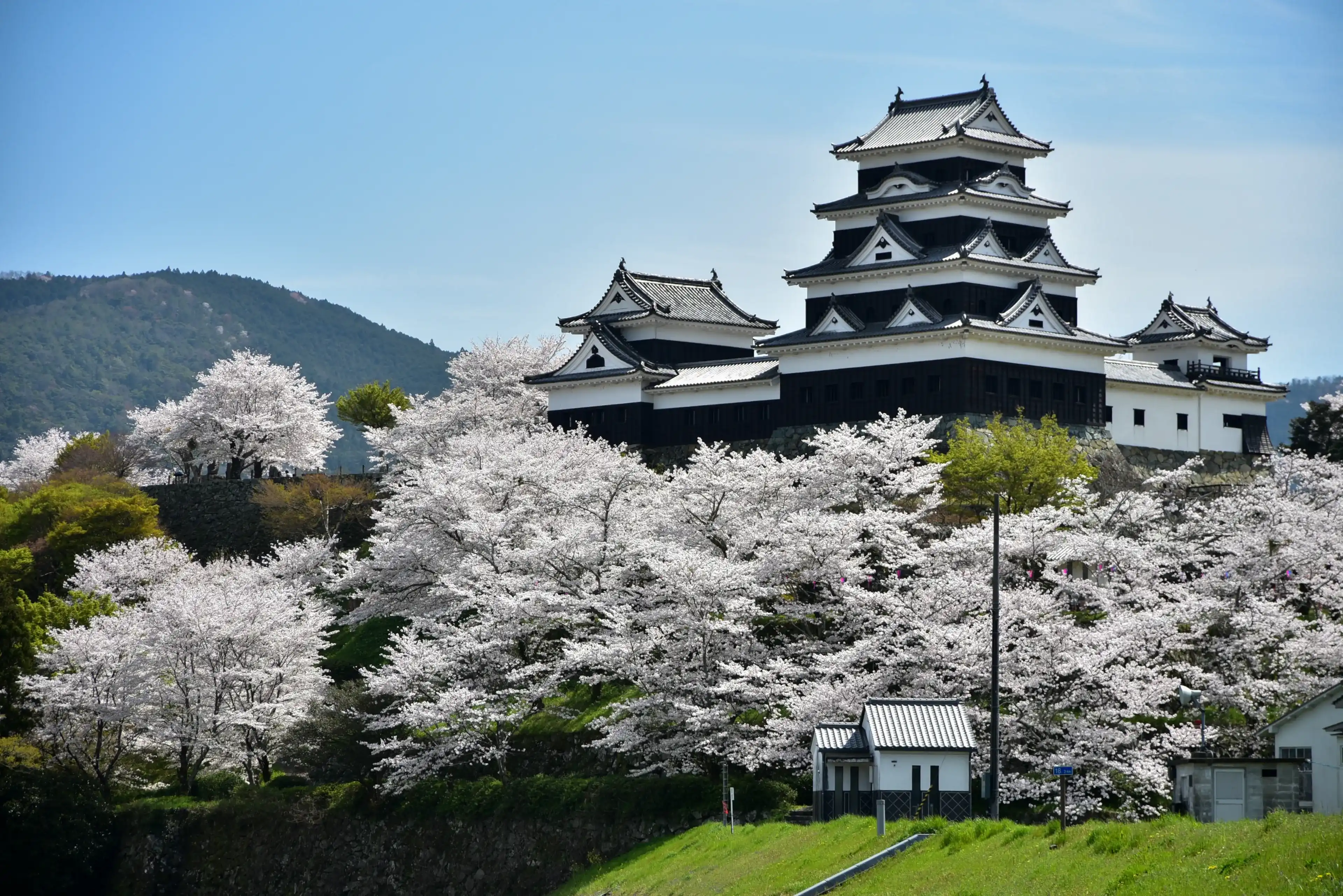 Cherry blossoms in full bloom are blooming in the castle