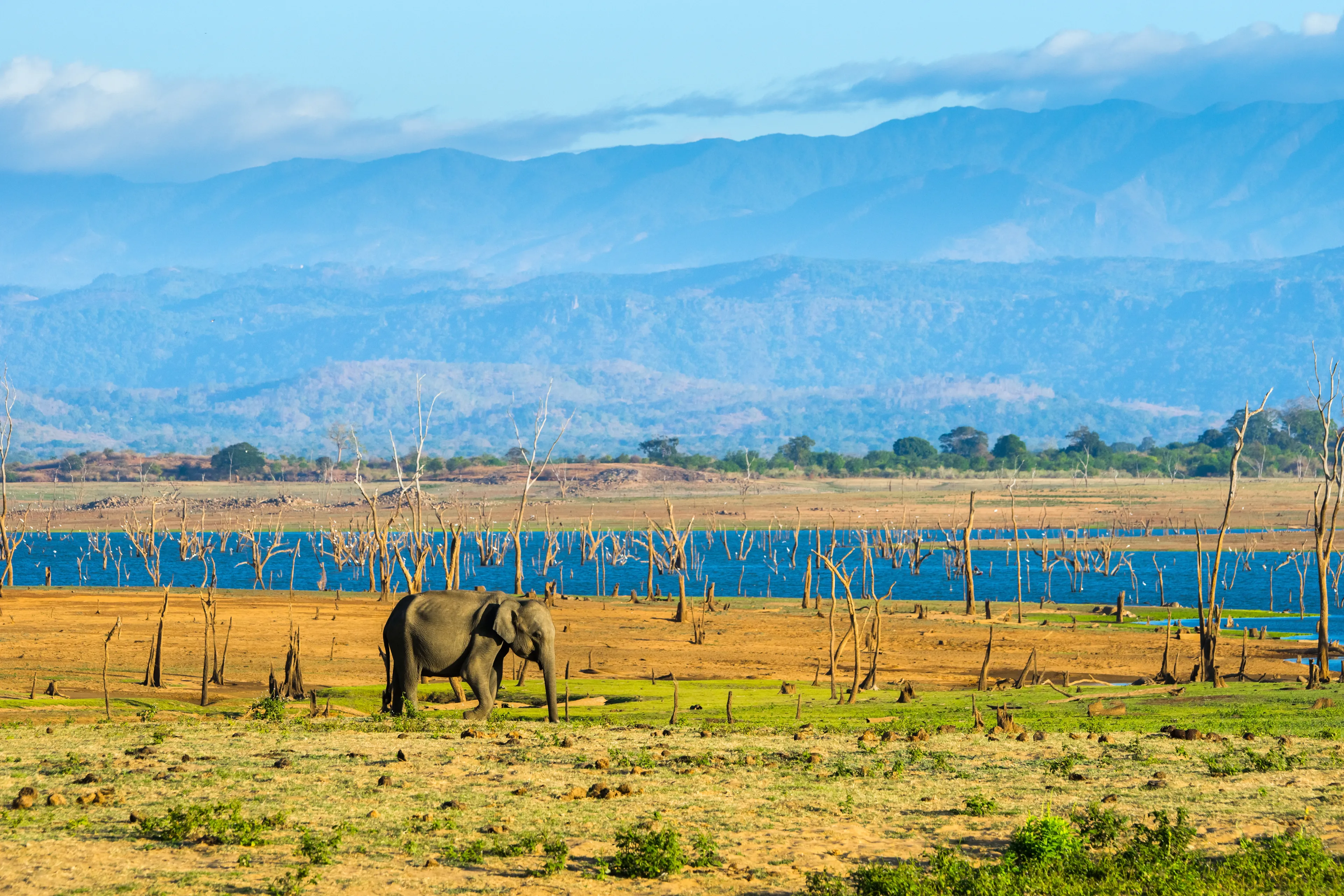 Lone elephant in Udawalawe national park.