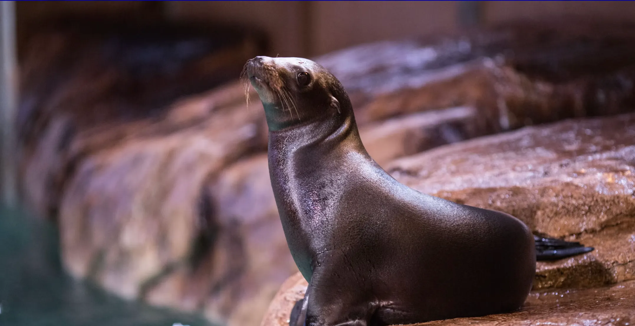 Georgia Aquarium Website