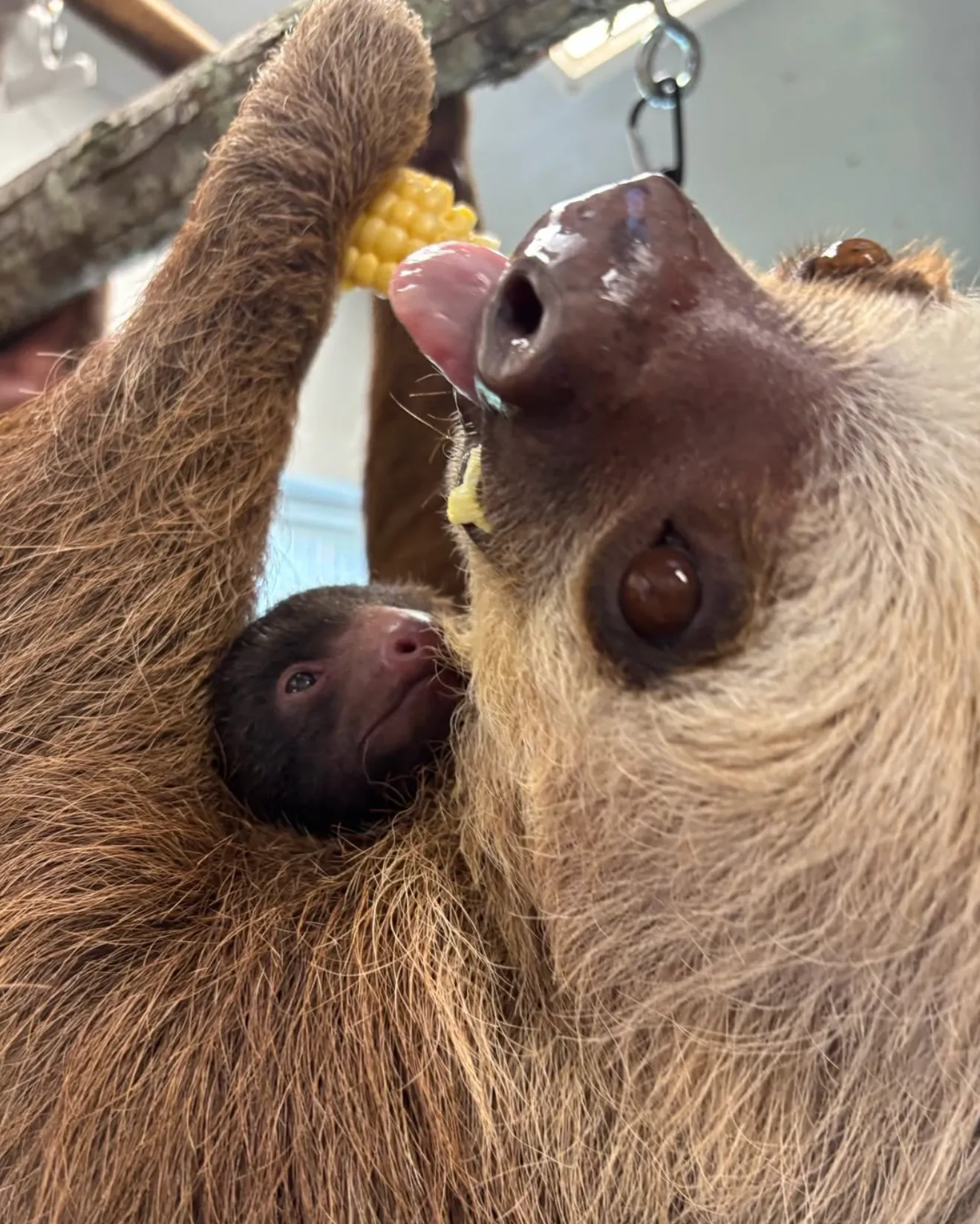 Zoo Atlanta Instagram