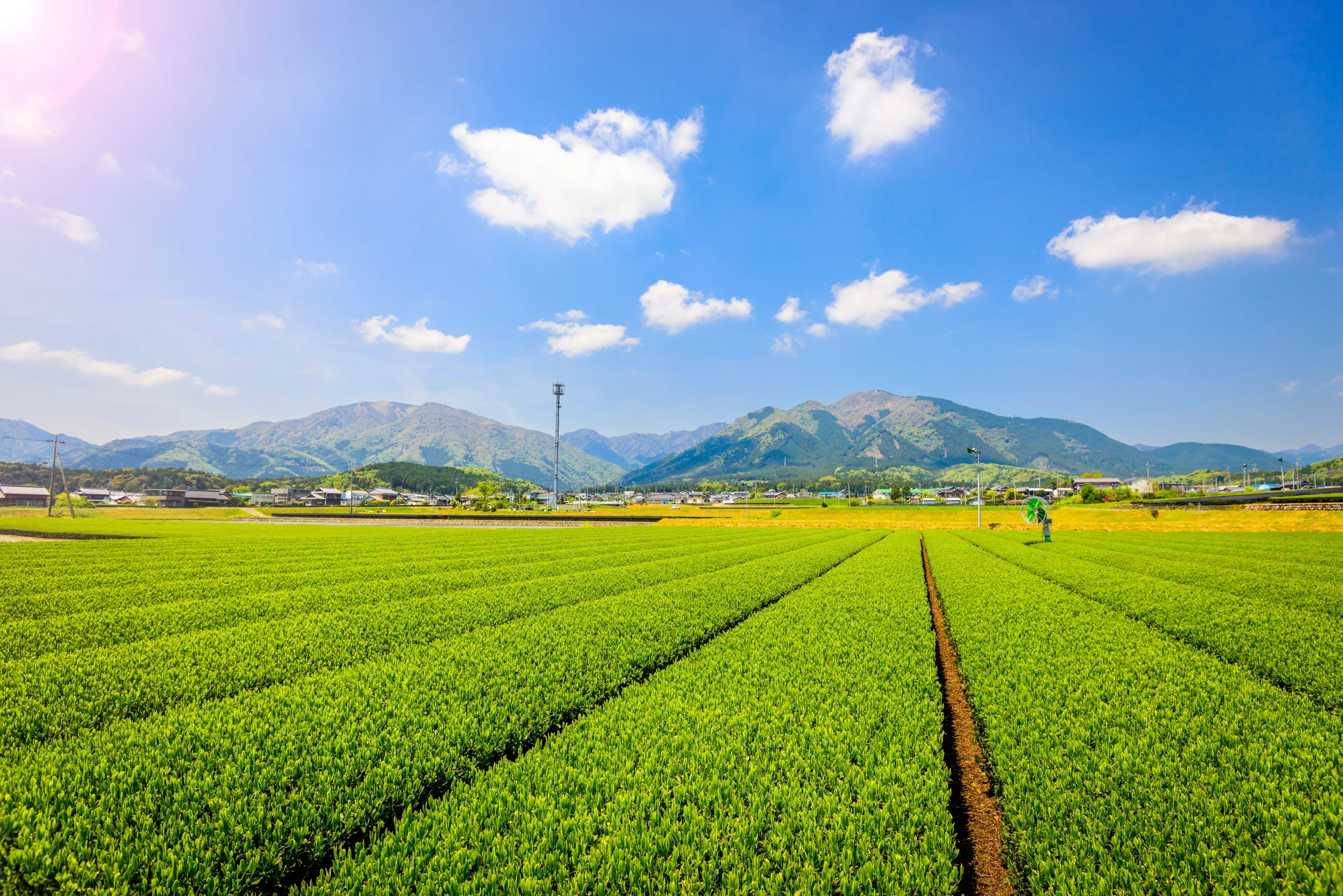 Tea plantation landscape in Yokkaichi, Japan.