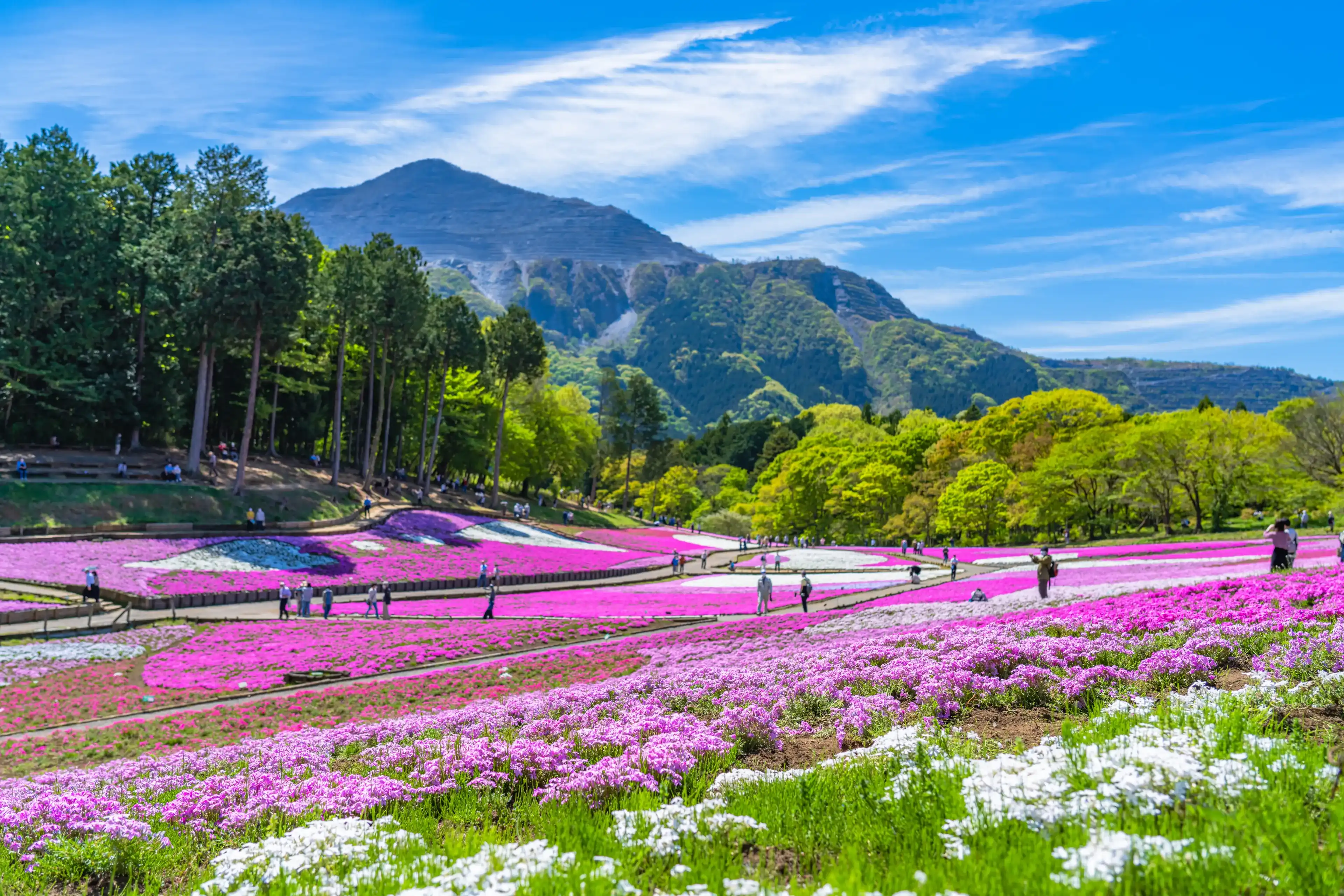 The landscape in spring of japan, the scenery of moss phlox("Shibazakura") in saitama chichibu.
