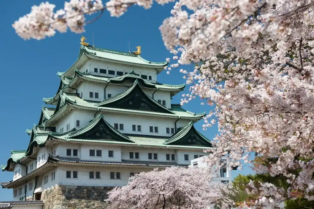 Nagoya Castle with white sakura or cherry tree foliage blossom and blue sky in spring, Japan. Famous travel landmark or Holiday maker destination in Aichi, Chubu