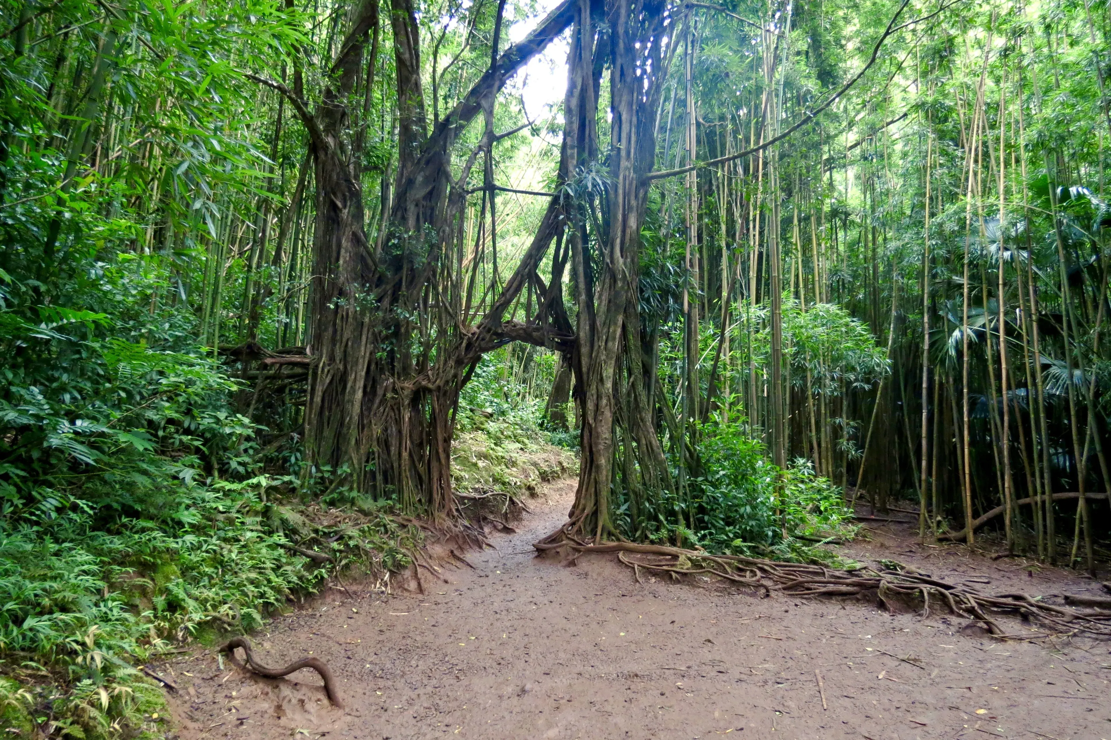 The 5 Best Hikes in Honolulu