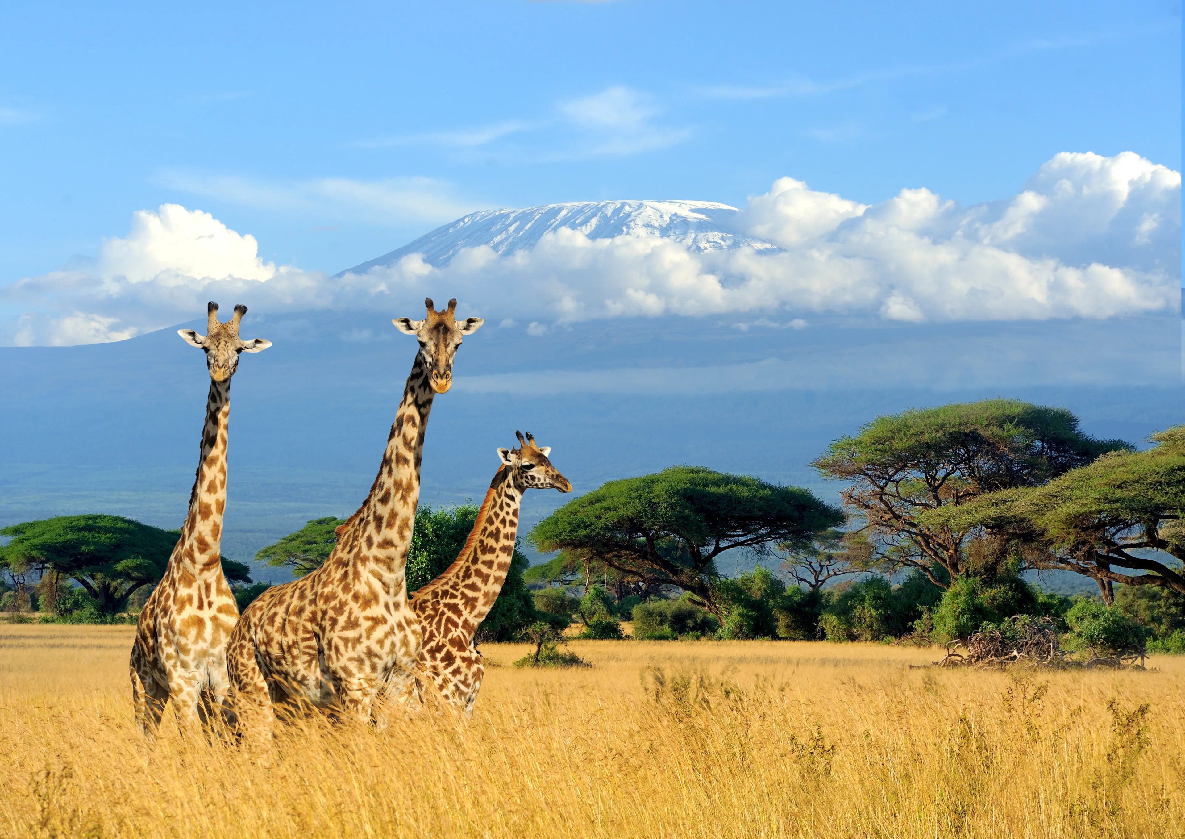 Three giraffe on Kilimanjaro mount background in National park of Kenya, Africa