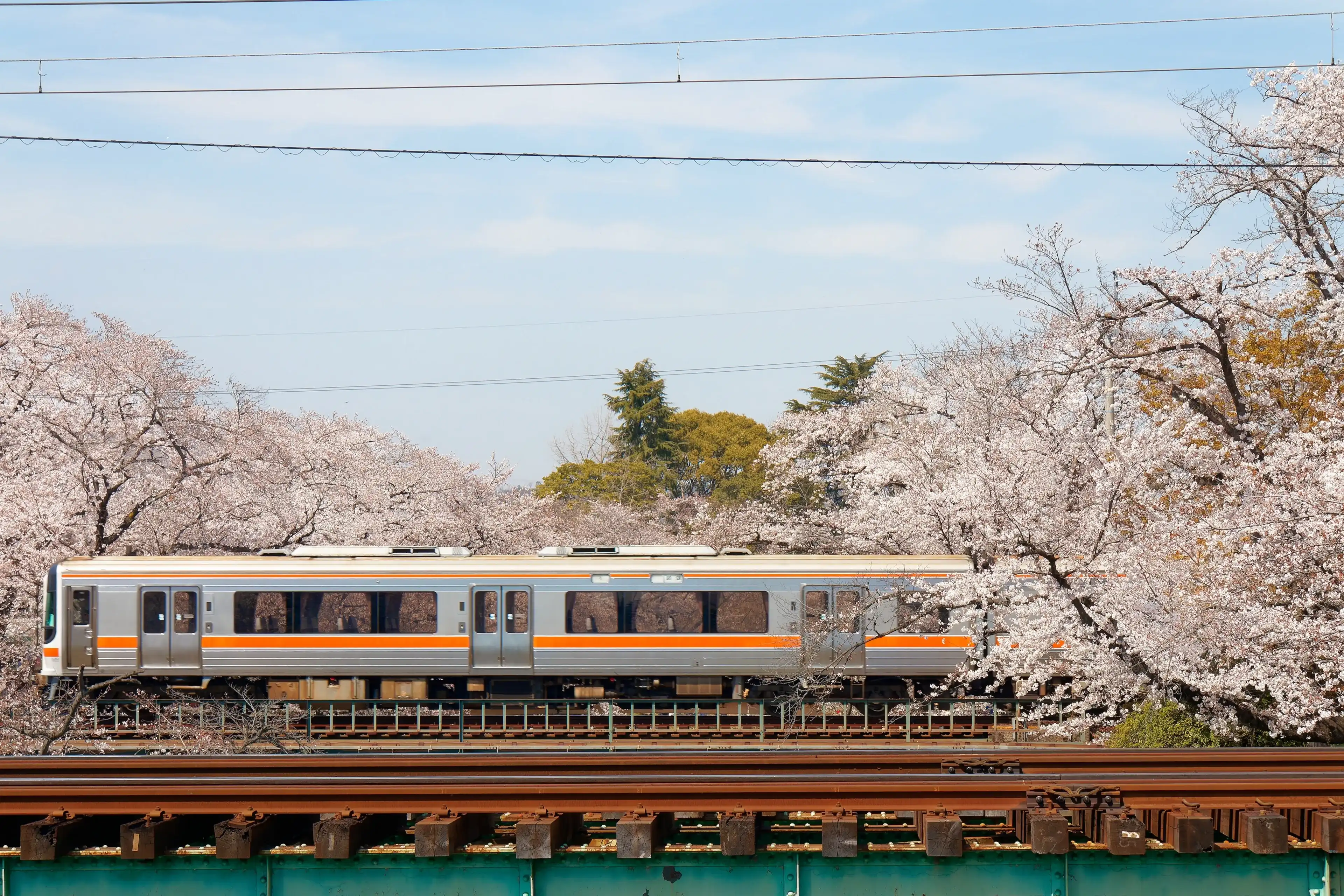 A train of JR Takayama Main Line dashing thru a bridge over Shinsakai River and cherry blossom (Sakura) trees blooming under blue sunny sky on a beautiful spring day, in Kakamigahara-shi, Gifu, Japan